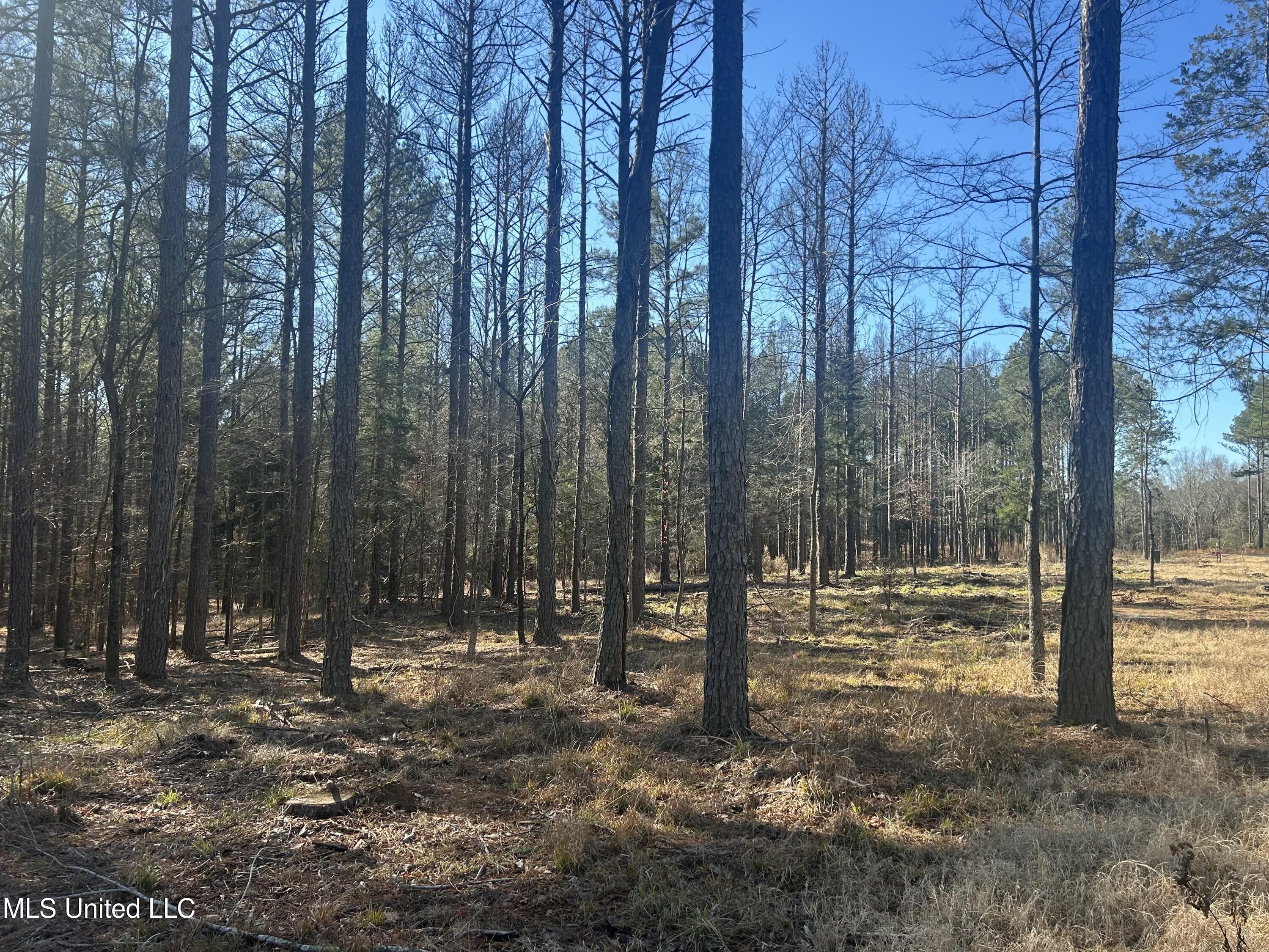 Springwood Trail, Flora, Mississippi image 7