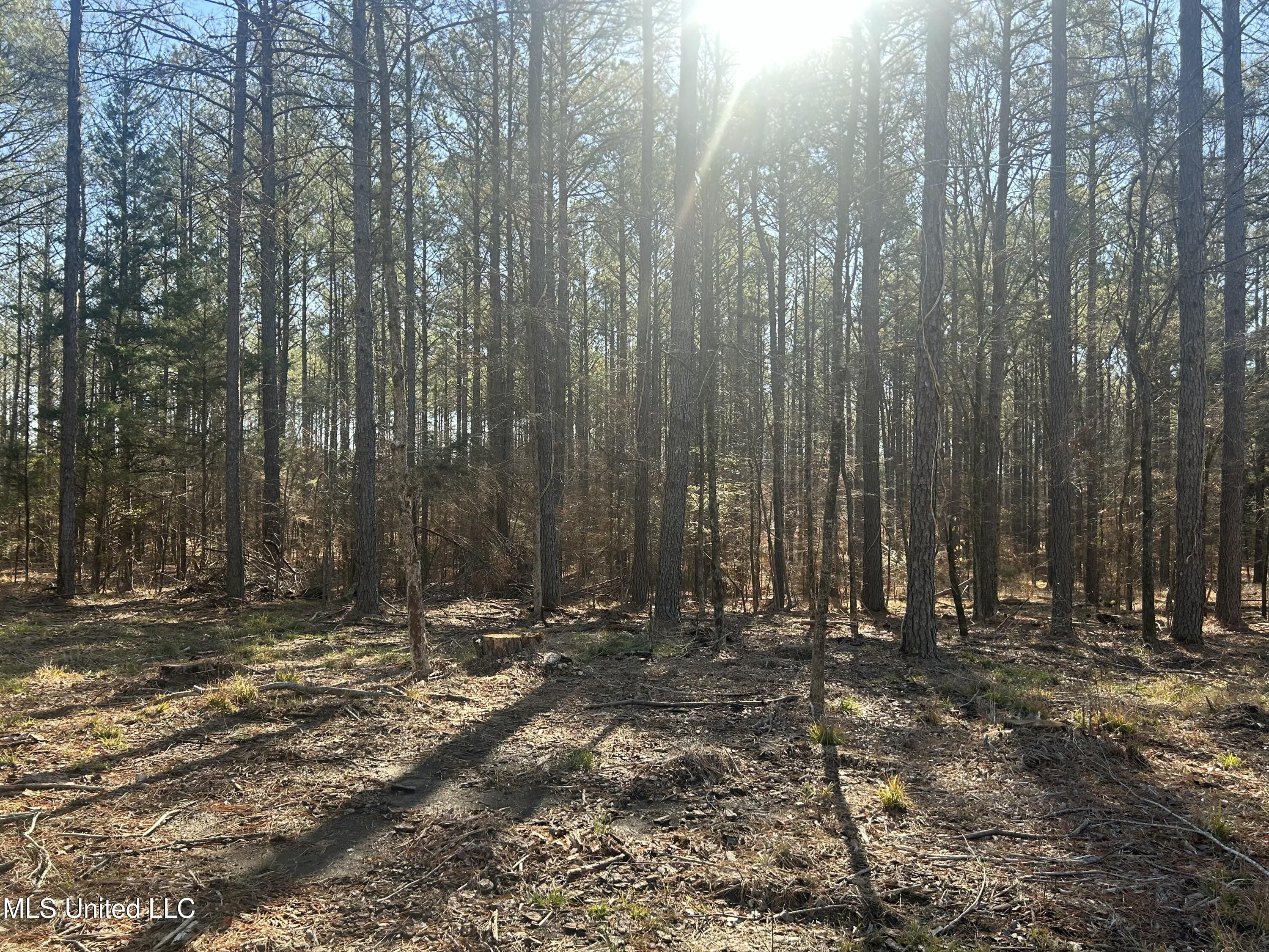 Springwood Trail, Flora, Mississippi image 6