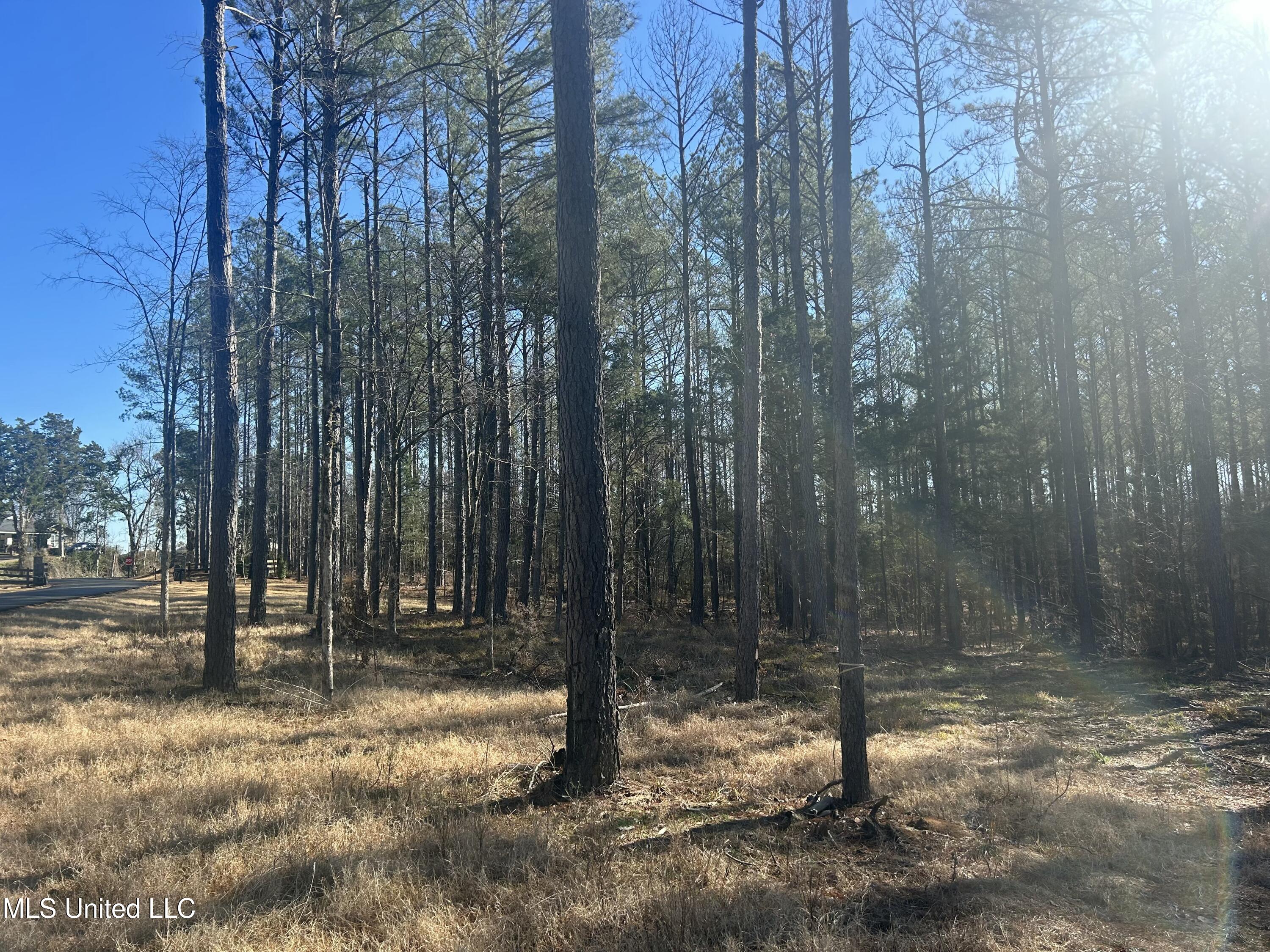 Springwood Trail, Flora, Mississippi image 5
