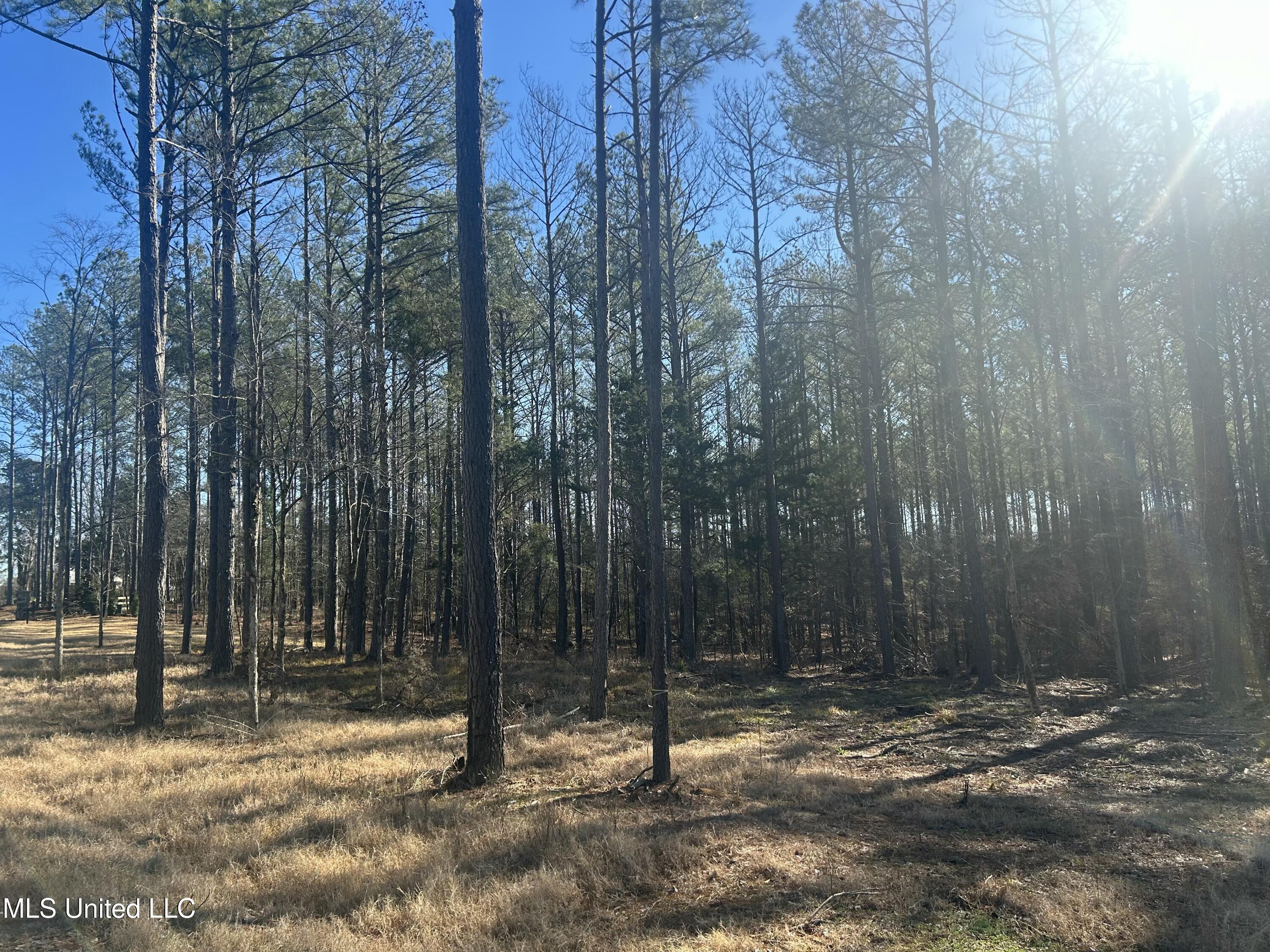 Springwood Trail, Flora, Mississippi image 4