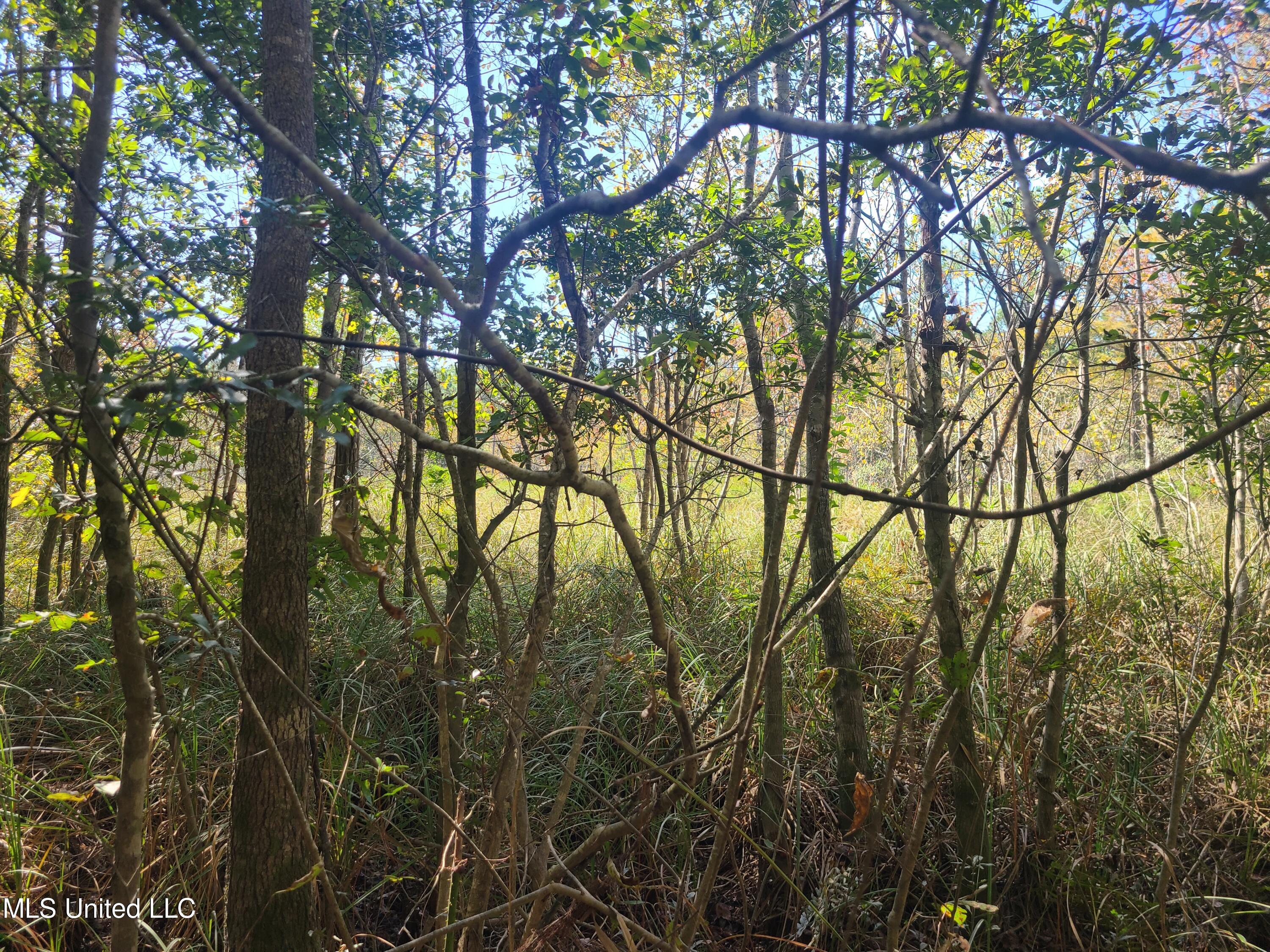 Sandbar Lane, Biloxi, Mississippi image 8