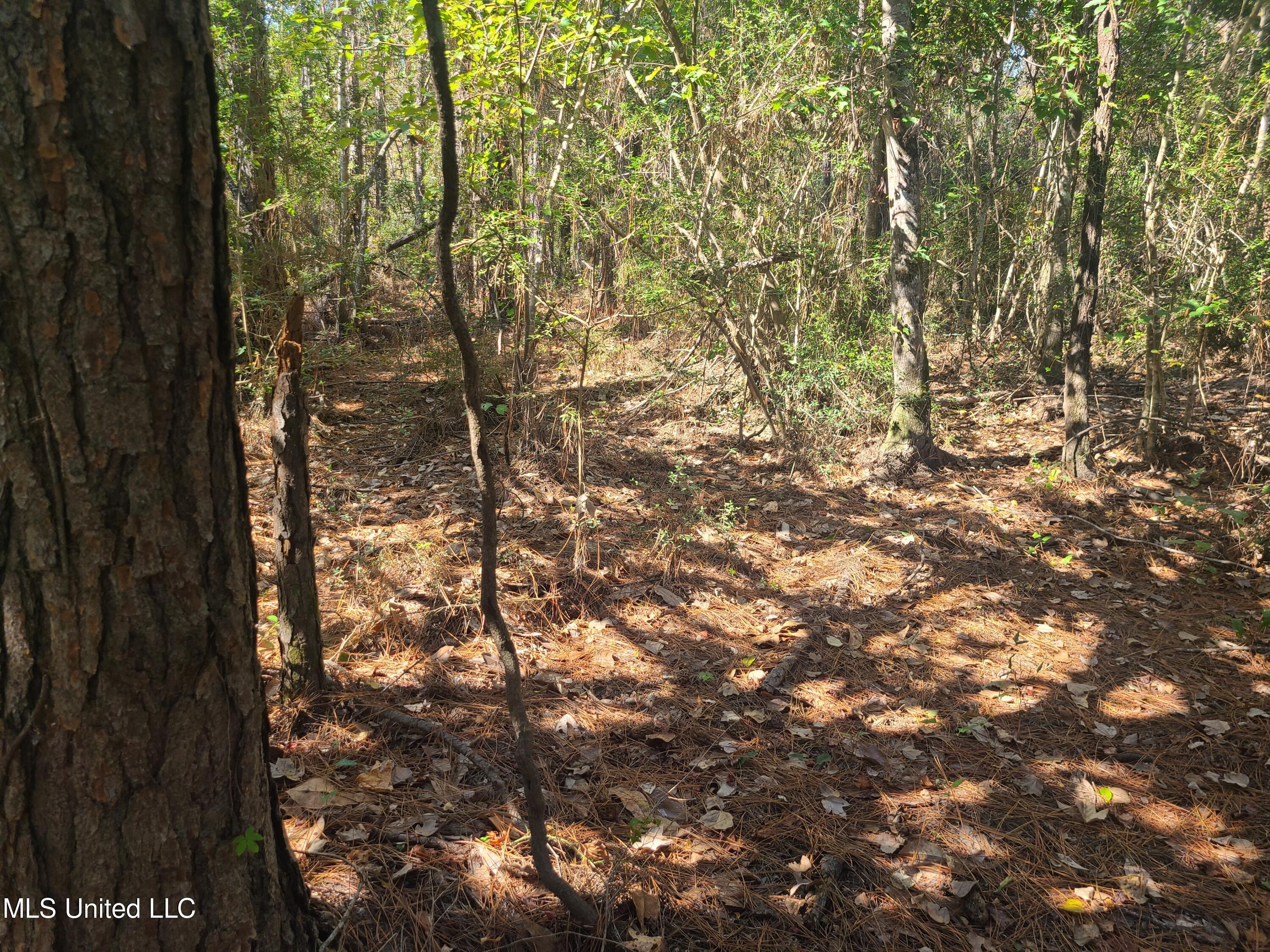 Sandbar Lane, Biloxi, Mississippi image 6