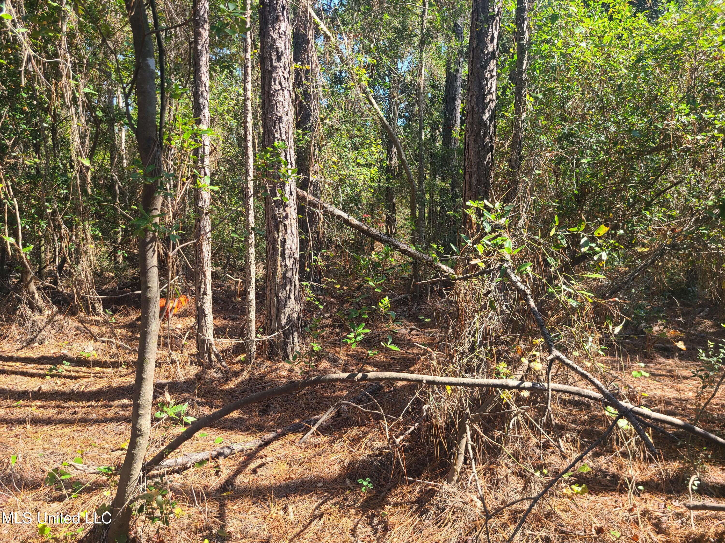 Sandbar Lane, Biloxi, Mississippi image 7