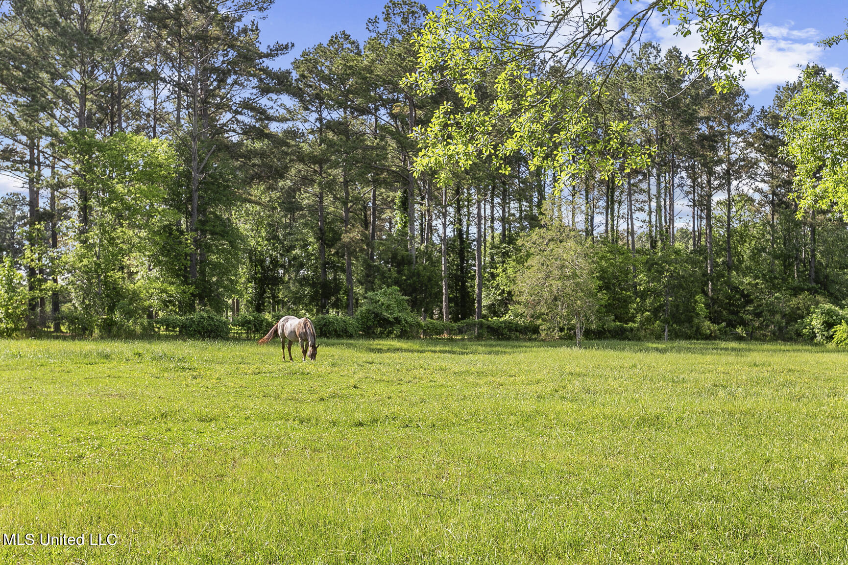 2381 Tank Road, Terry, Mississippi image 17