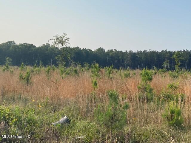 Mink Branch Road, Pelahatchie, Mississippi image 17