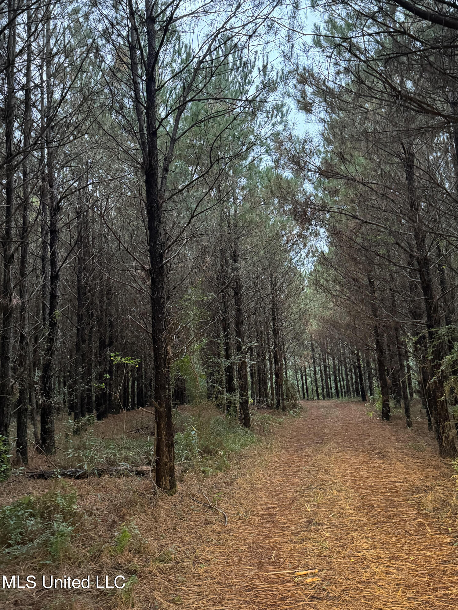 Jordan Road, Perkinston, Mississippi image 17