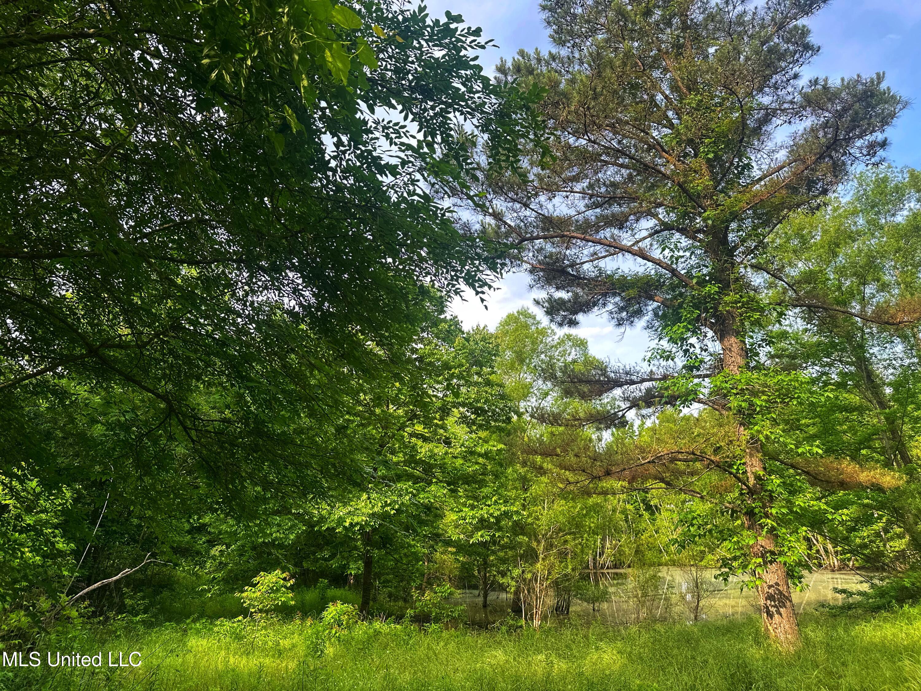 Marshall Road, Cruger, Mississippi image 9