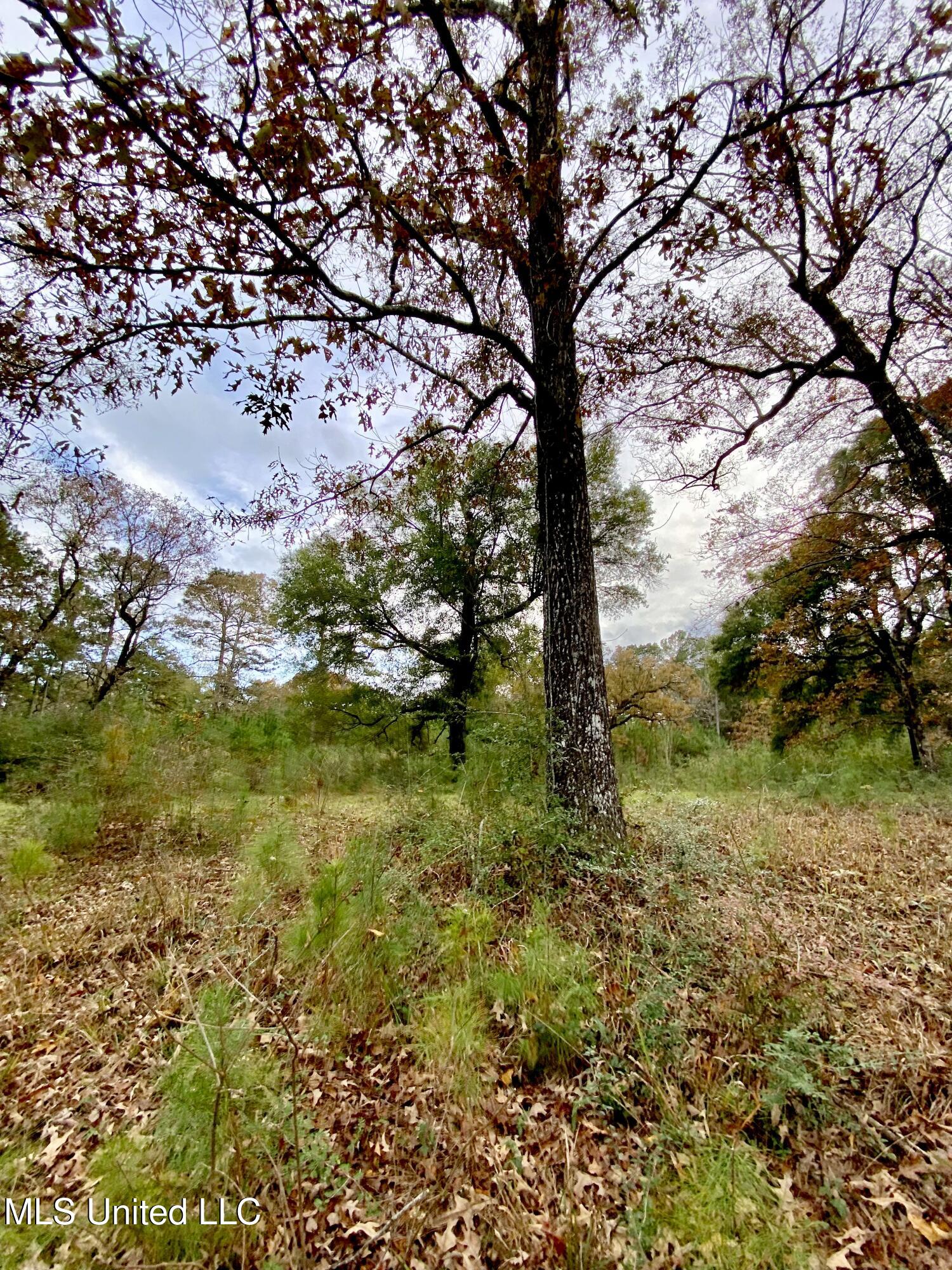 00 Albert Prince Road, Carriere, Mississippi image 8