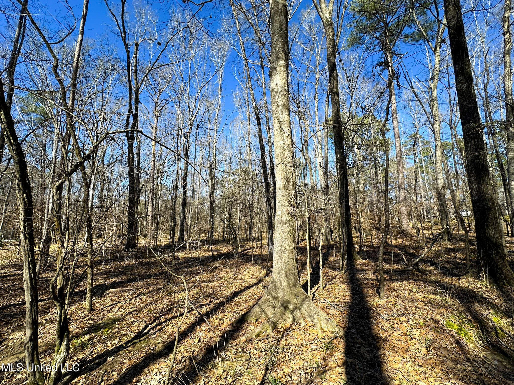 Brookhollow Court, Flowood, Mississippi image 9