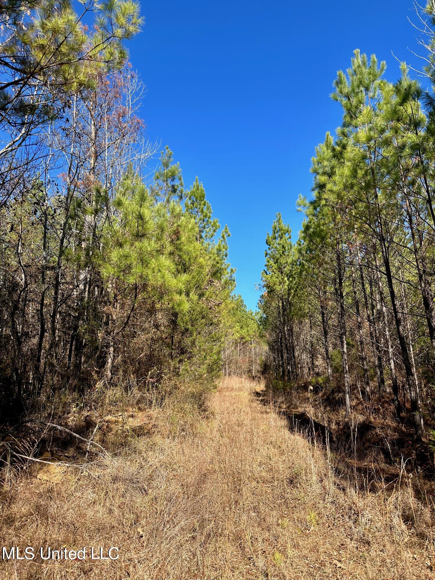 Lake Road, Duck Hill, Mississippi image 17