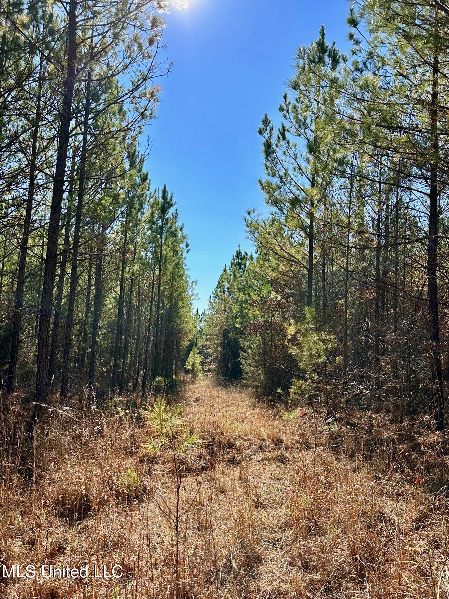 Lake Road, Duck Hill, Mississippi image 40