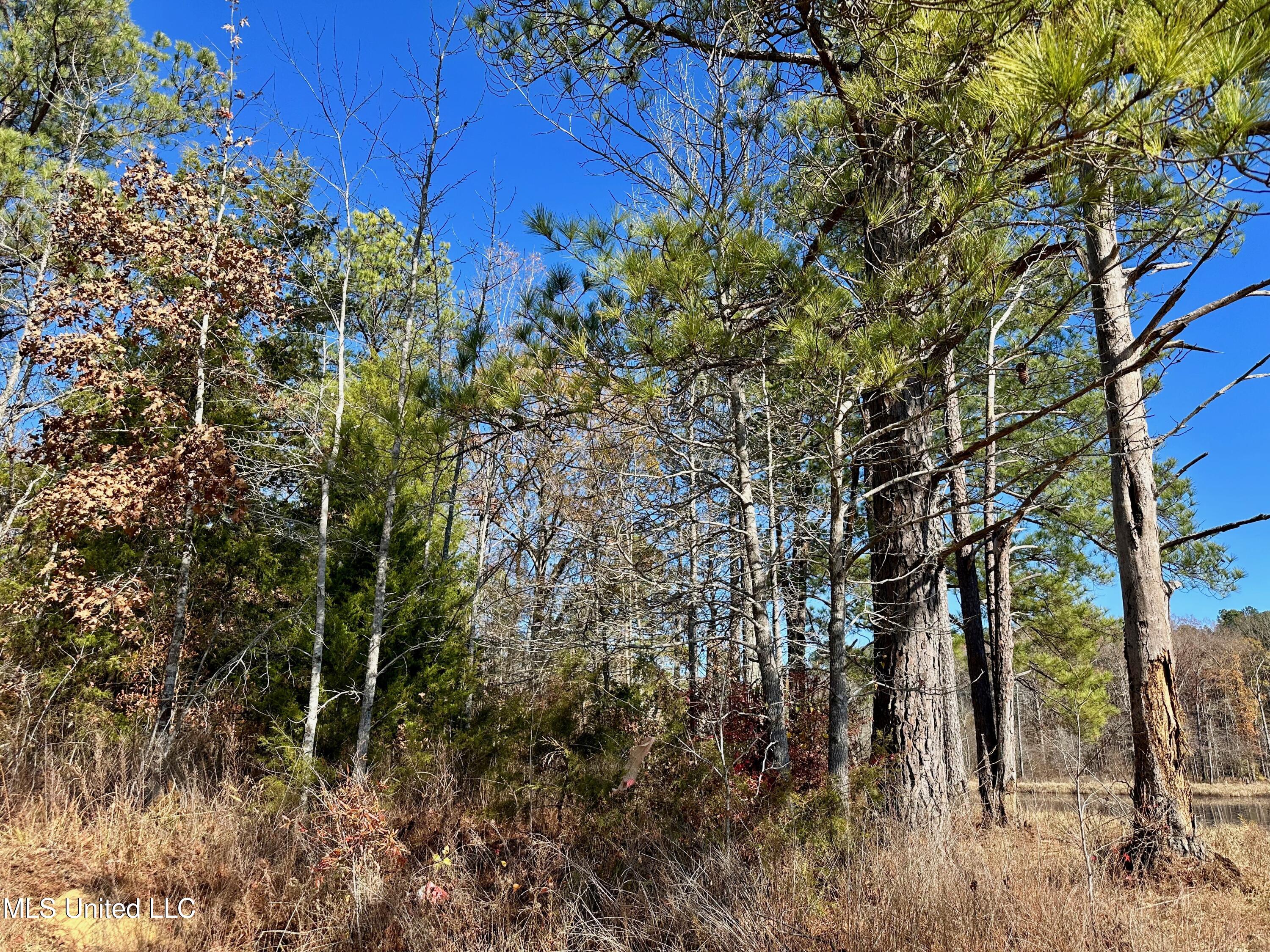 Lake Road, Duck Hill, Mississippi image 6