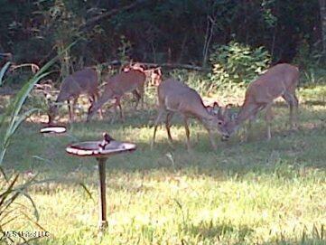 36 Wildlife Way Way, Natchez, Mississippi image 3