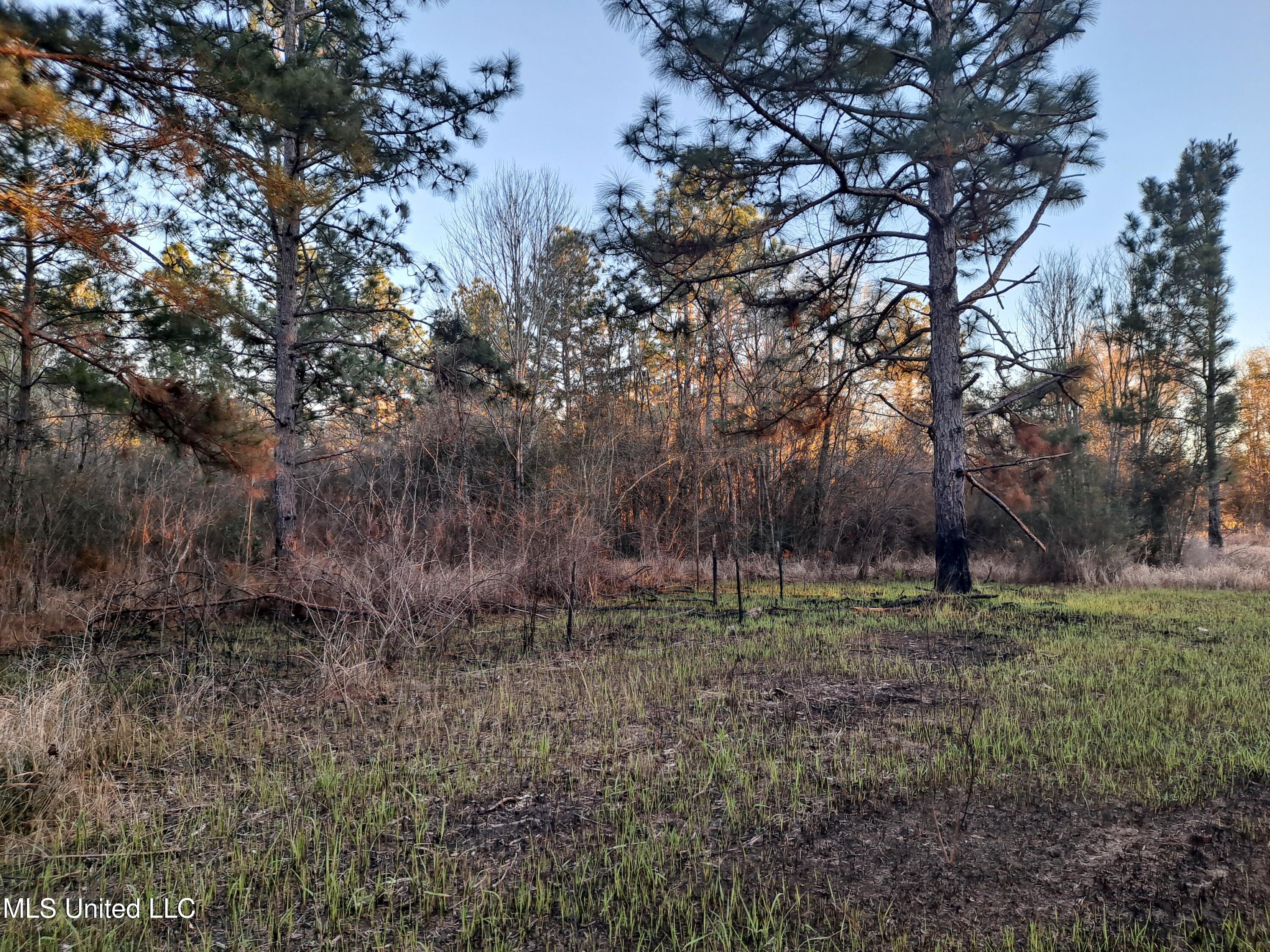 Tannertown Road, Lucedale, Mississippi image 1