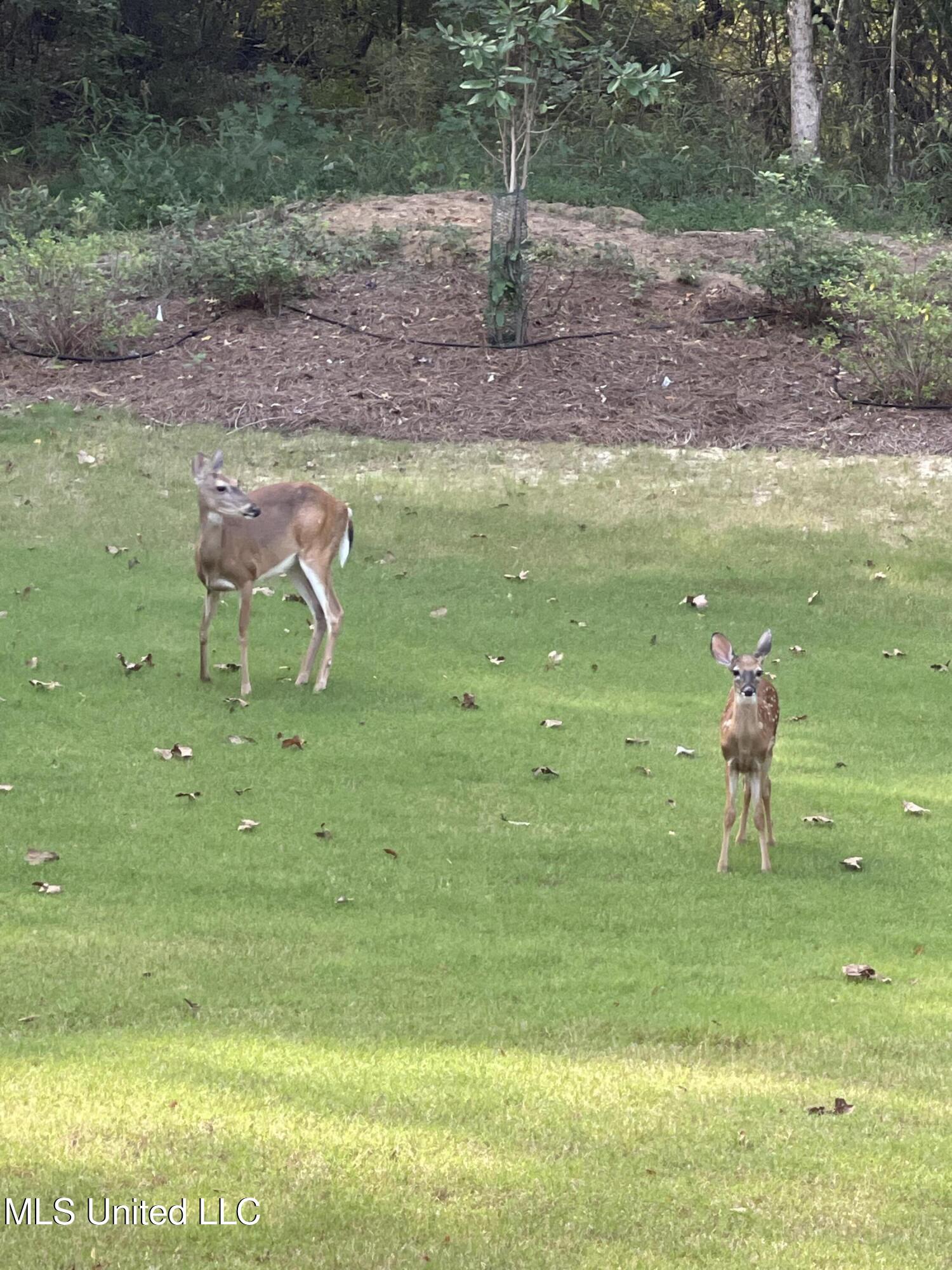Flora, Mississippi 39071, United States, 5 Bedrooms Bedrooms, ,5 BathroomsBathrooms,Residential,Pending,29076