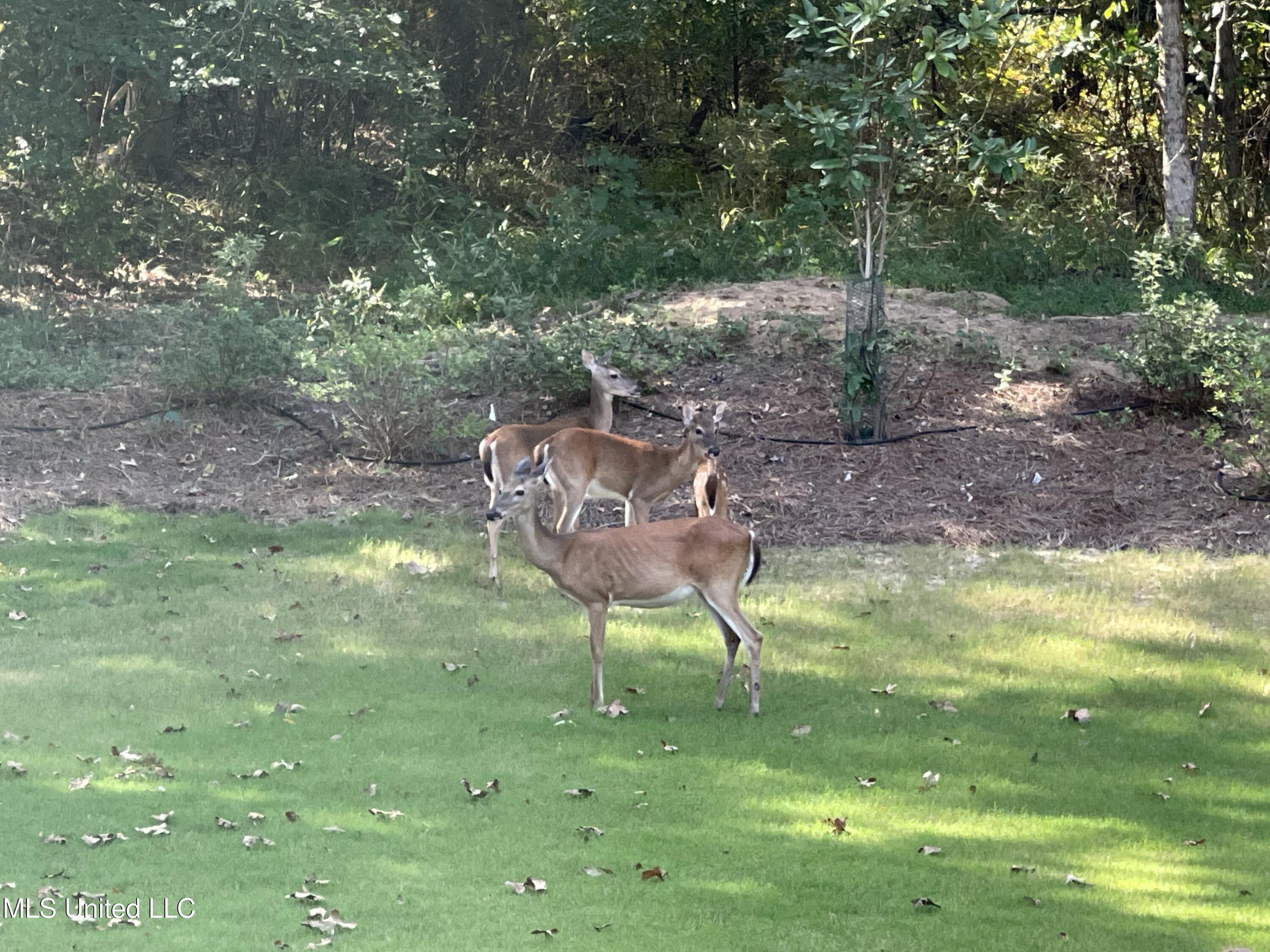 Flora, Mississippi 39071, United States, 5 Bedrooms Bedrooms, ,5 BathroomsBathrooms,Residential,Pending,29076