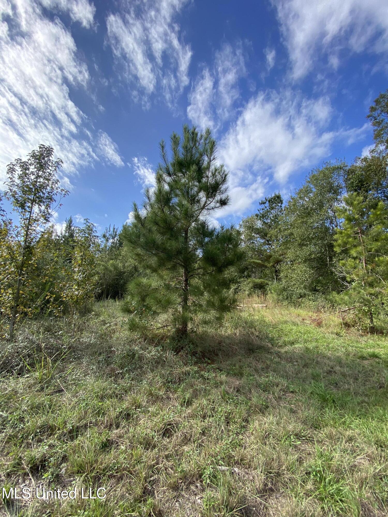 Henleyfield Mcneil Road, Carriere, Mississippi image 4