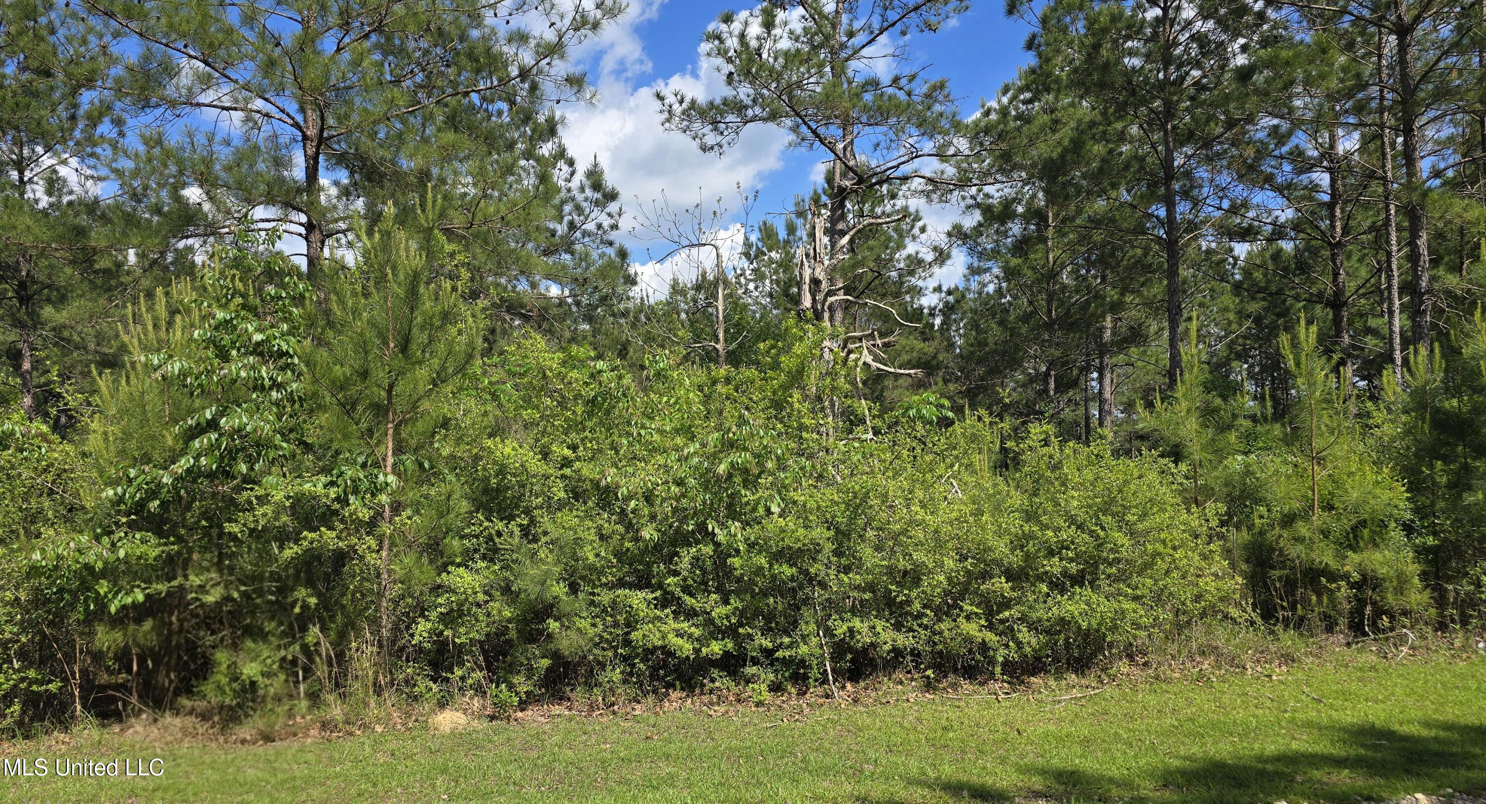 Mellie Lane, Leakesville, Mississippi image 2