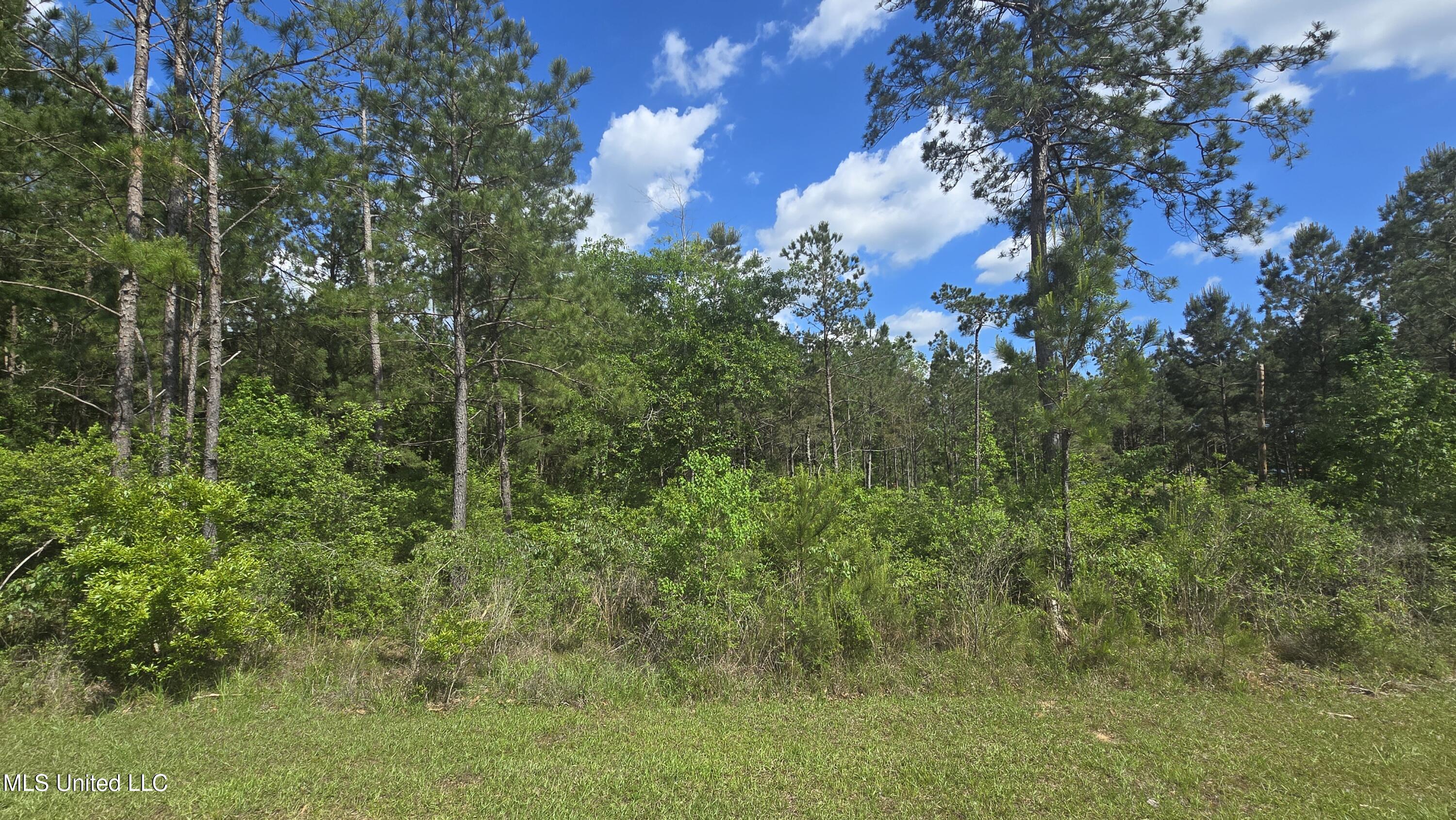 Mellie Lane, Leakesville, Mississippi image 4
