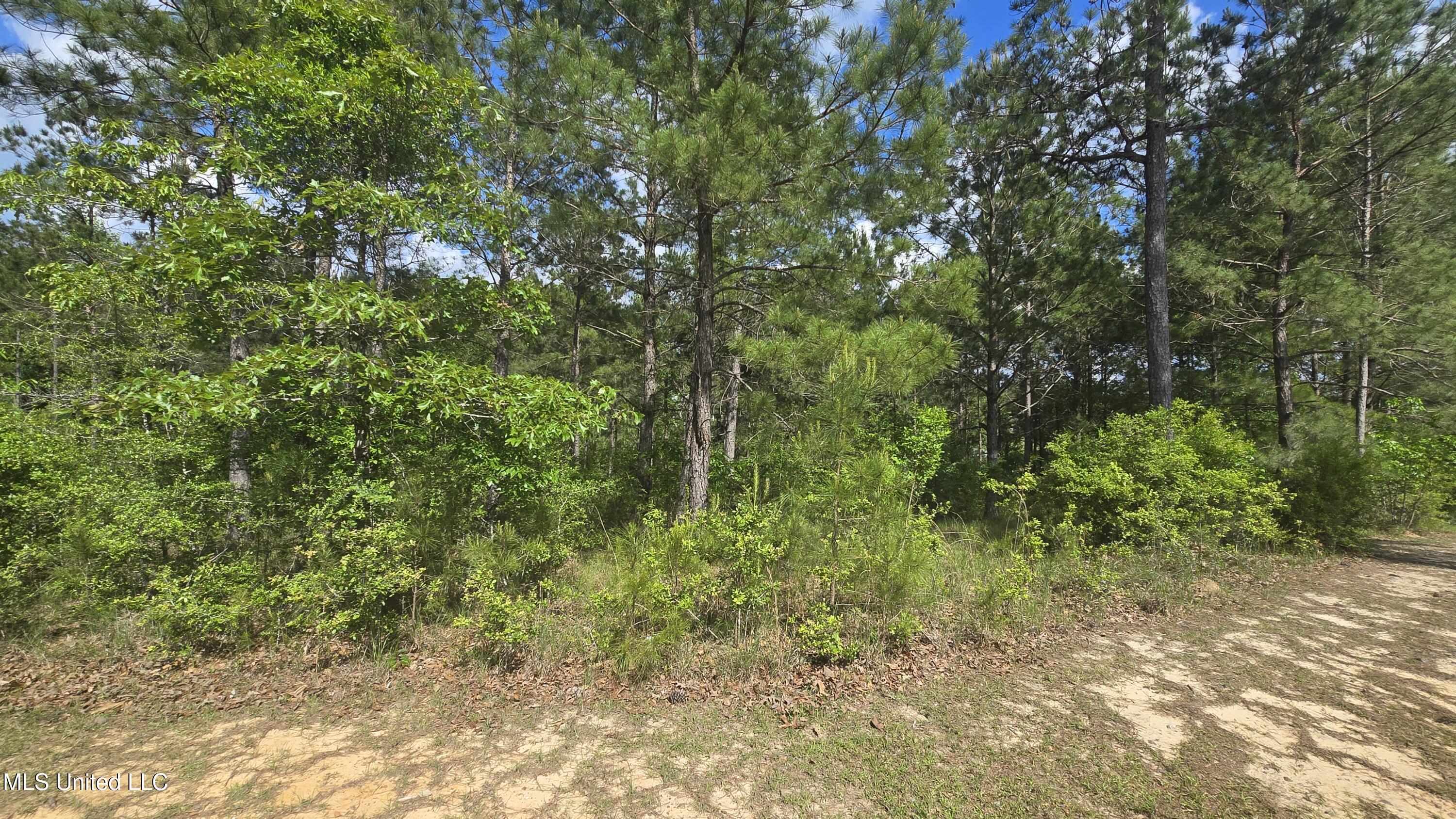 Mellie Lane, Leakesville, Mississippi image 1