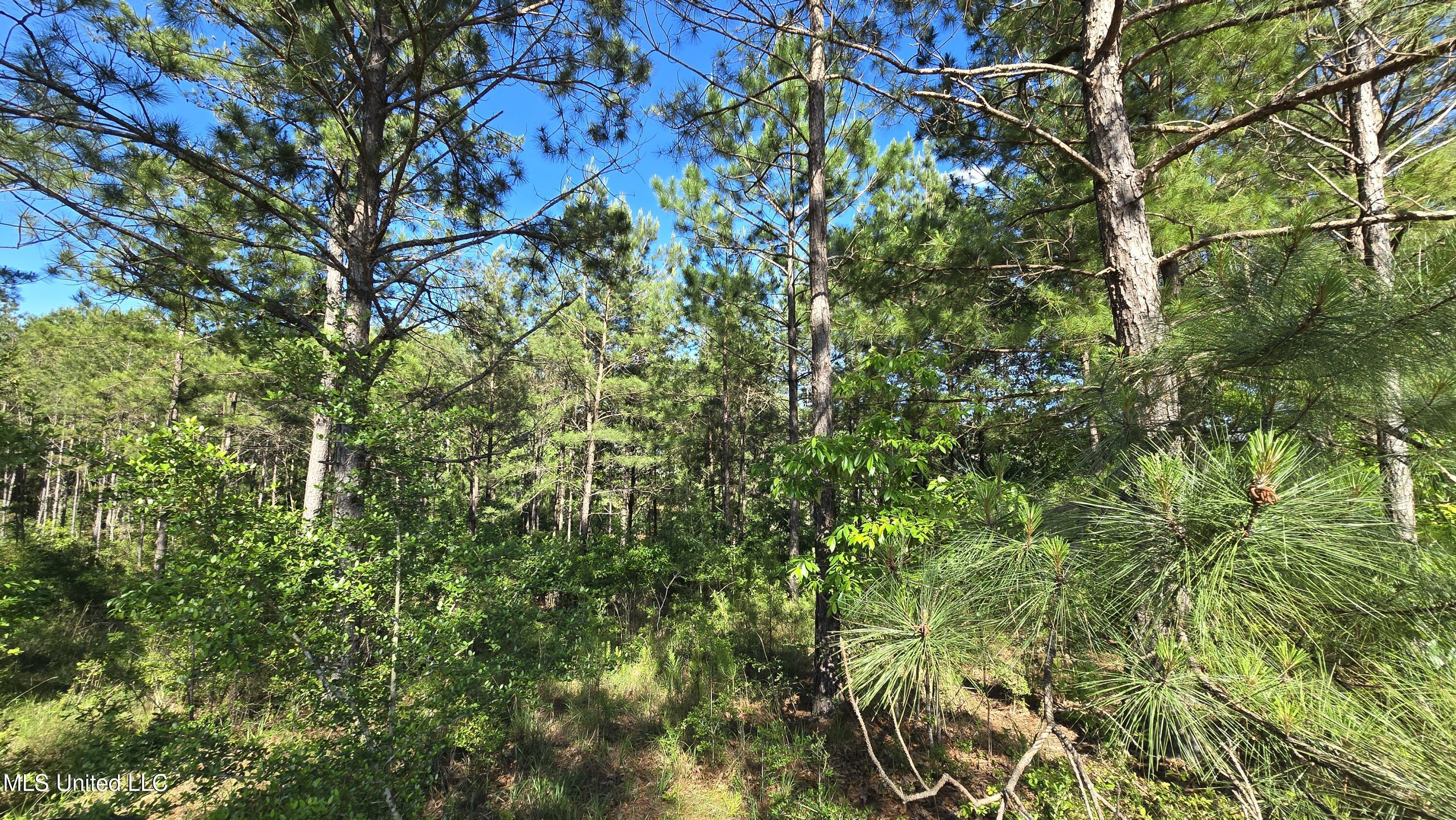Mellie Lane, Leakesville, Mississippi image 12