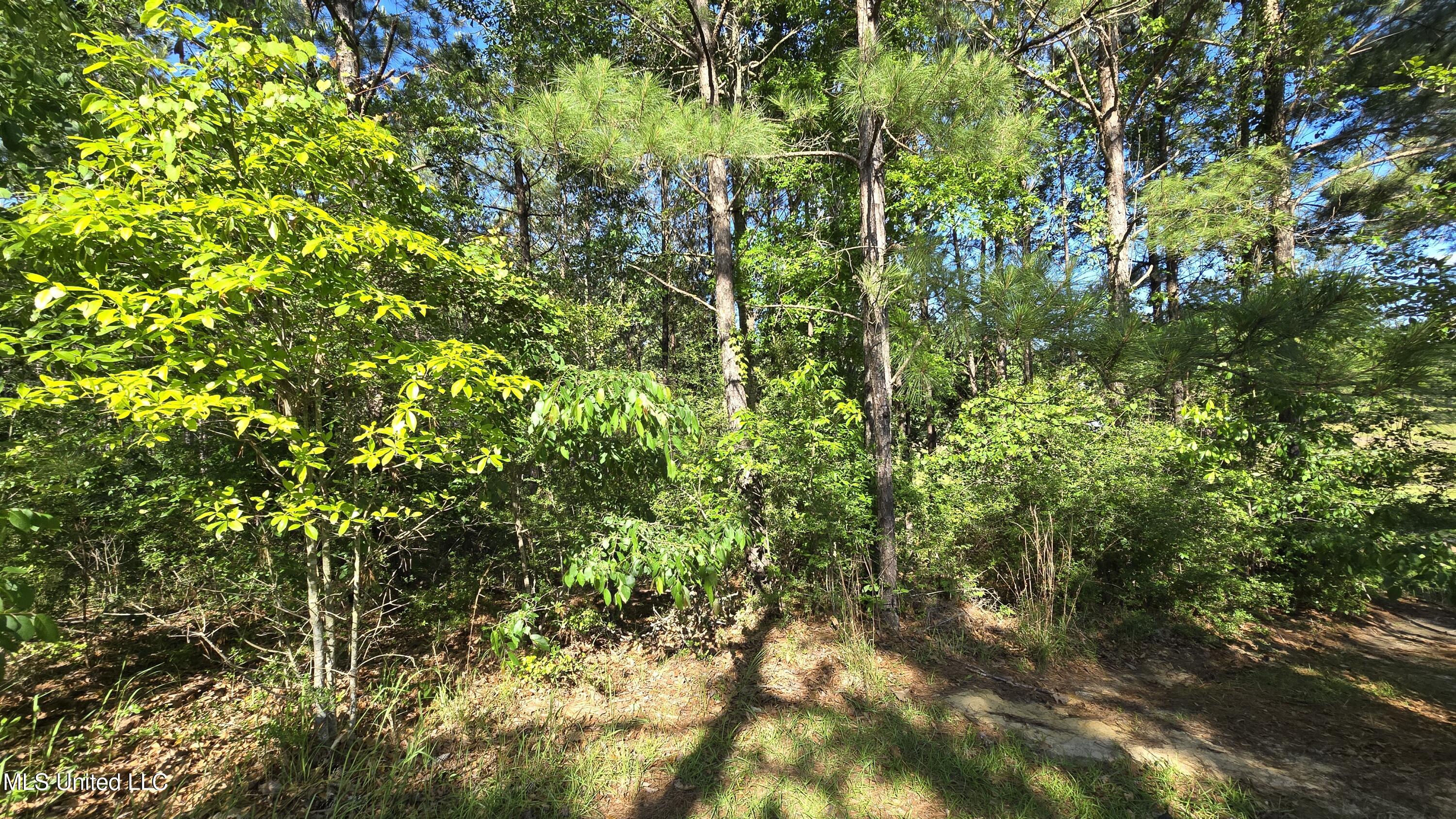 Mellie Lane, Leakesville, Mississippi image 11