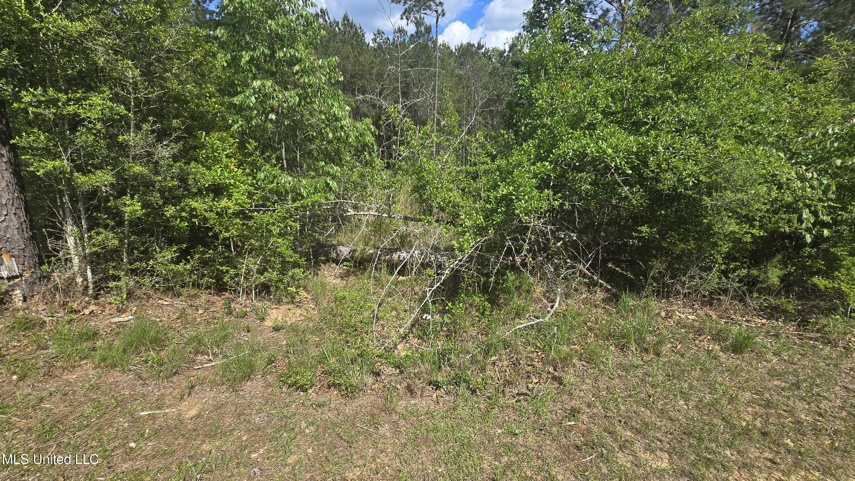 Mellie Lane, Leakesville, Mississippi image 6