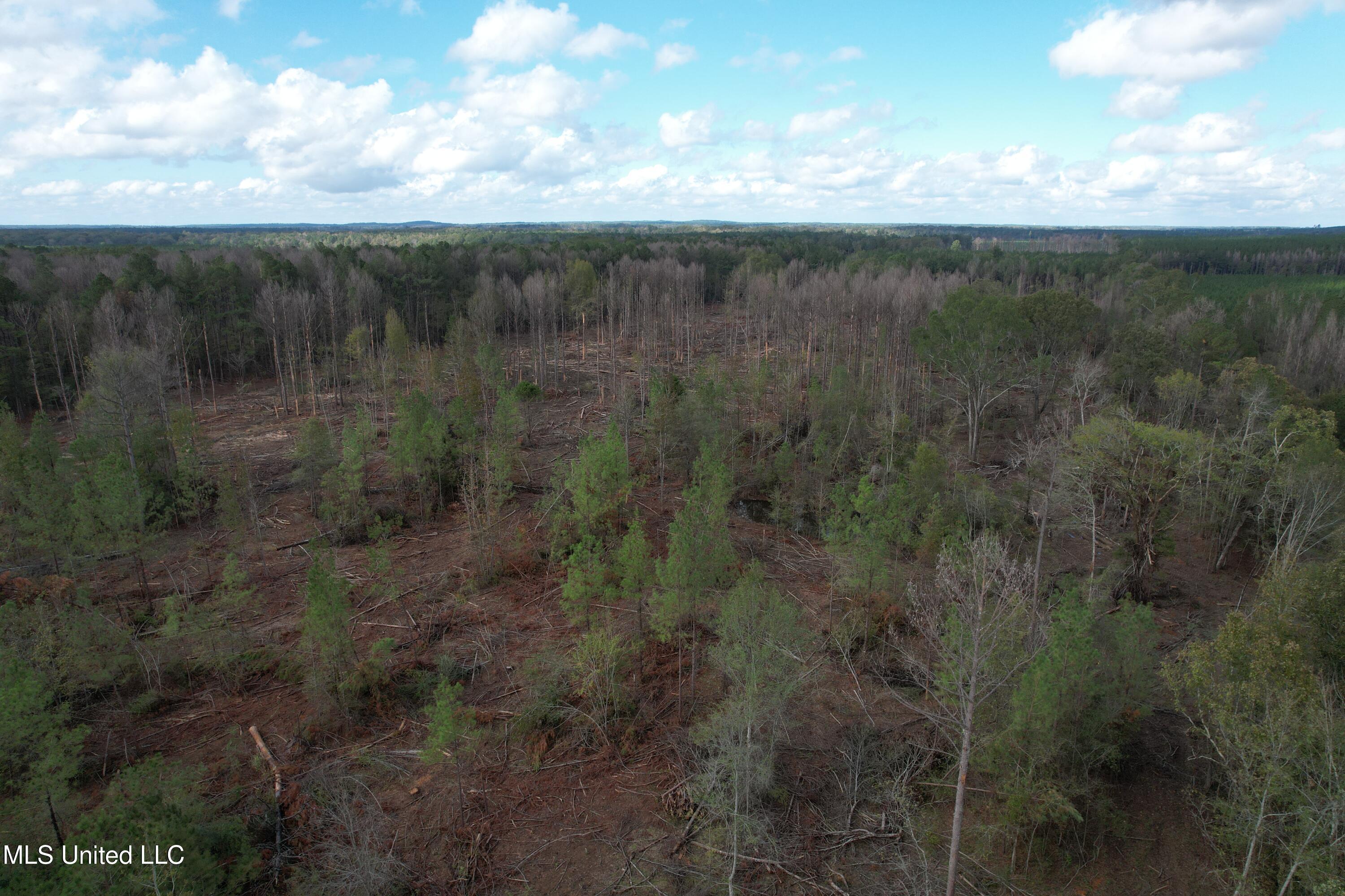 Holly Bush Road Road, Pelahatchie, Mississippi image 8