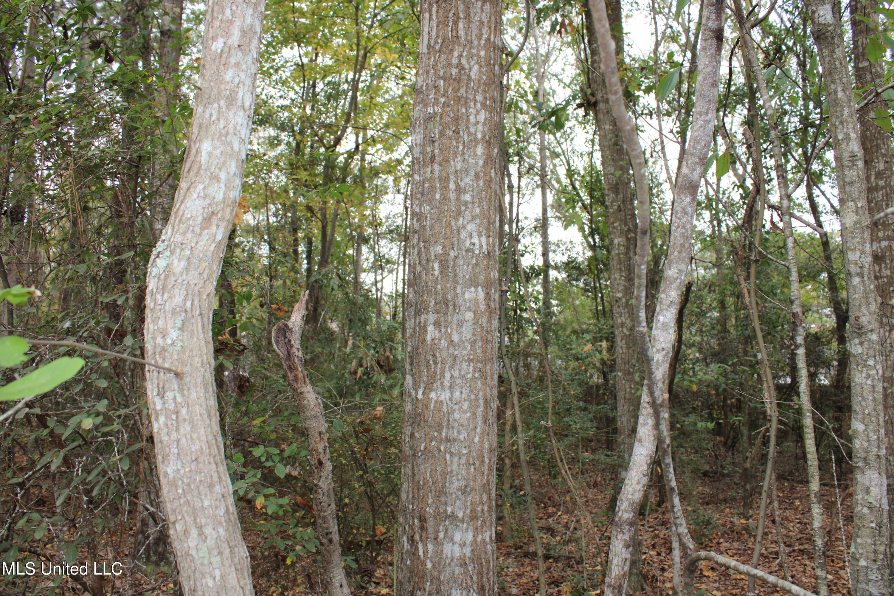 Roxane Street, Gautier, Mississippi image 9