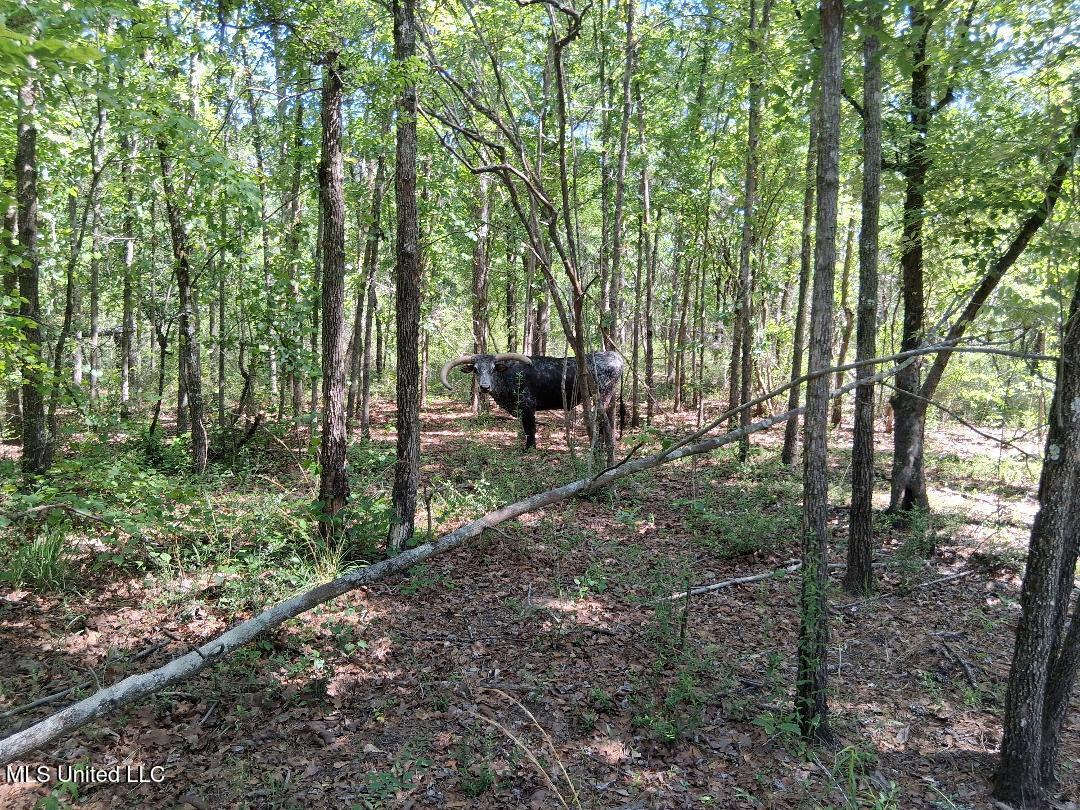Ben Pierce, Lucedale, Mississippi image 7
