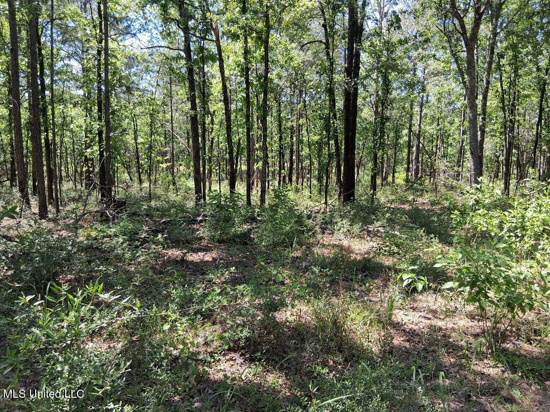 Ben Pierce, Lucedale, Mississippi image 13