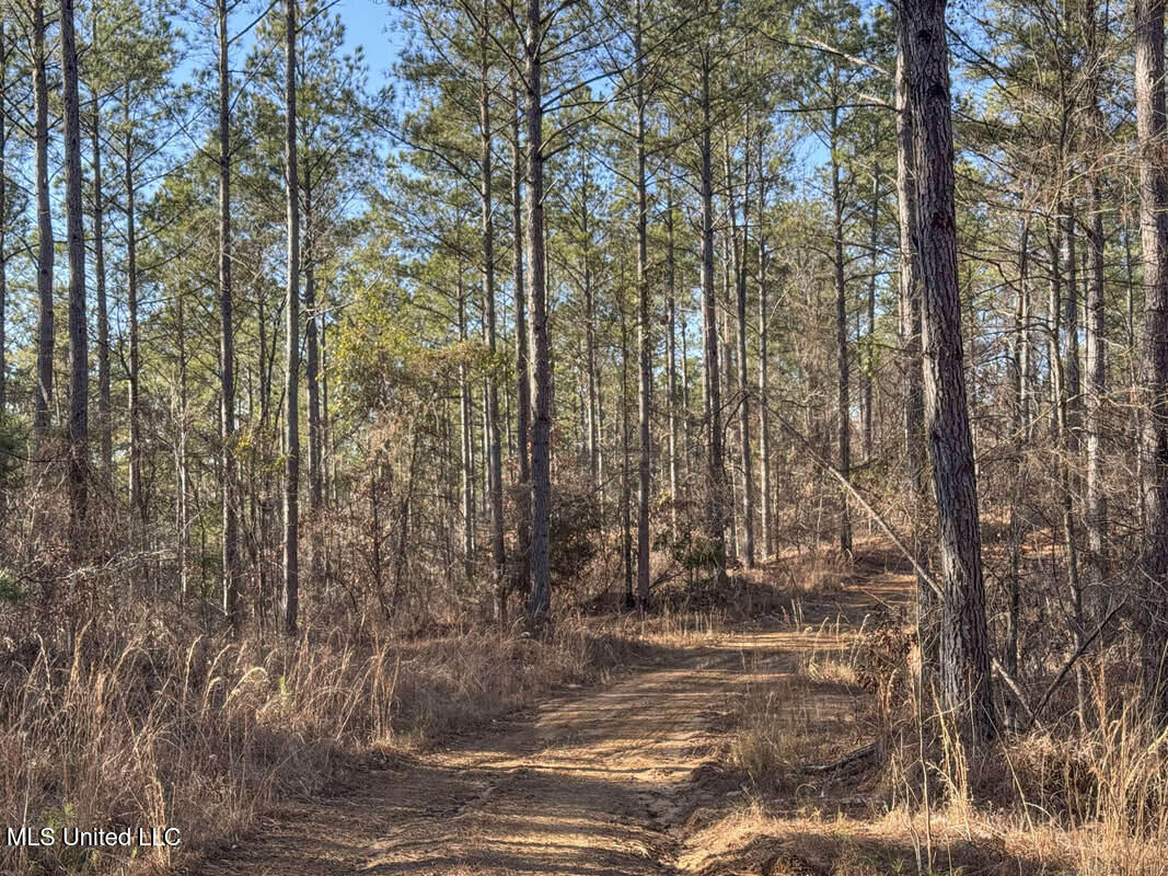 3114 212 Country Road, Water Valley, Mississippi image 46
