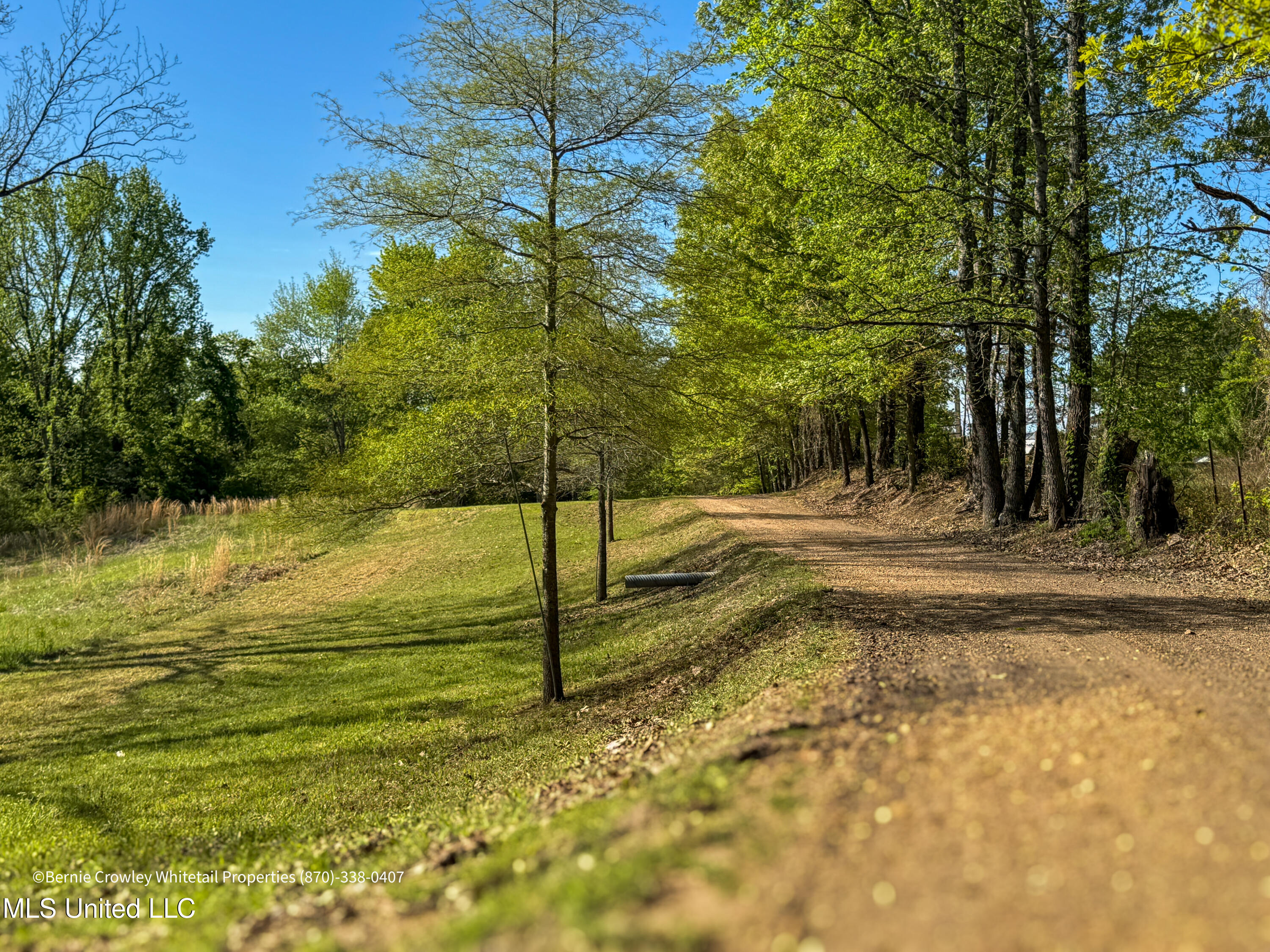 Franklin Road, Batesville, Mississippi image 11