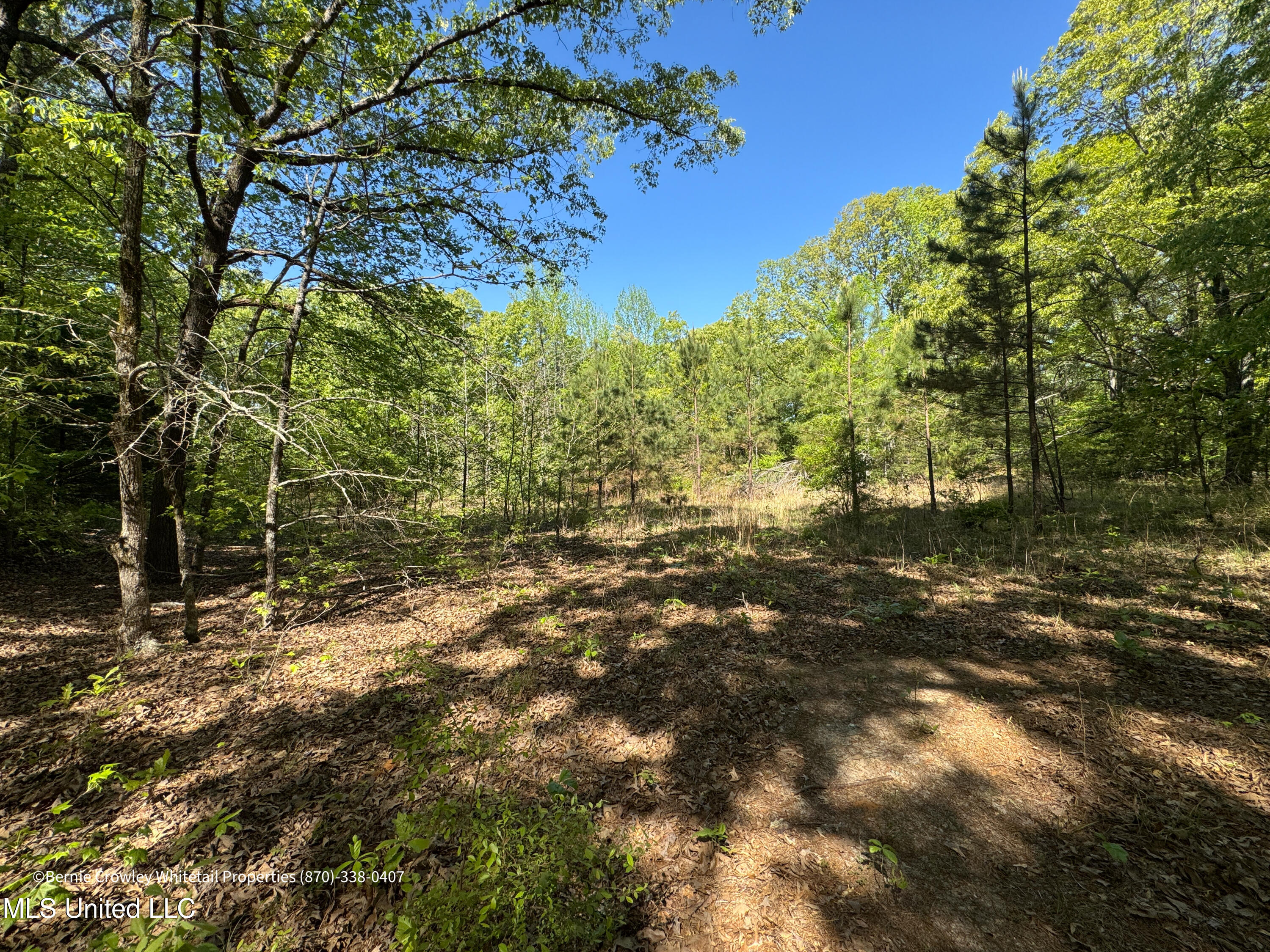 Franklin Road, Batesville, Mississippi image 19