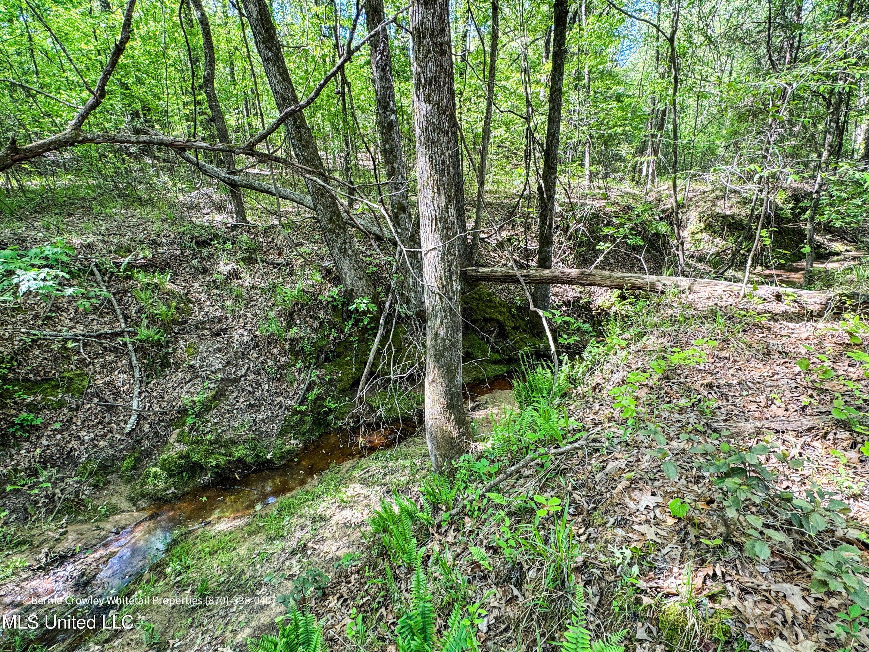 Franklin Road, Batesville, Mississippi image 17
