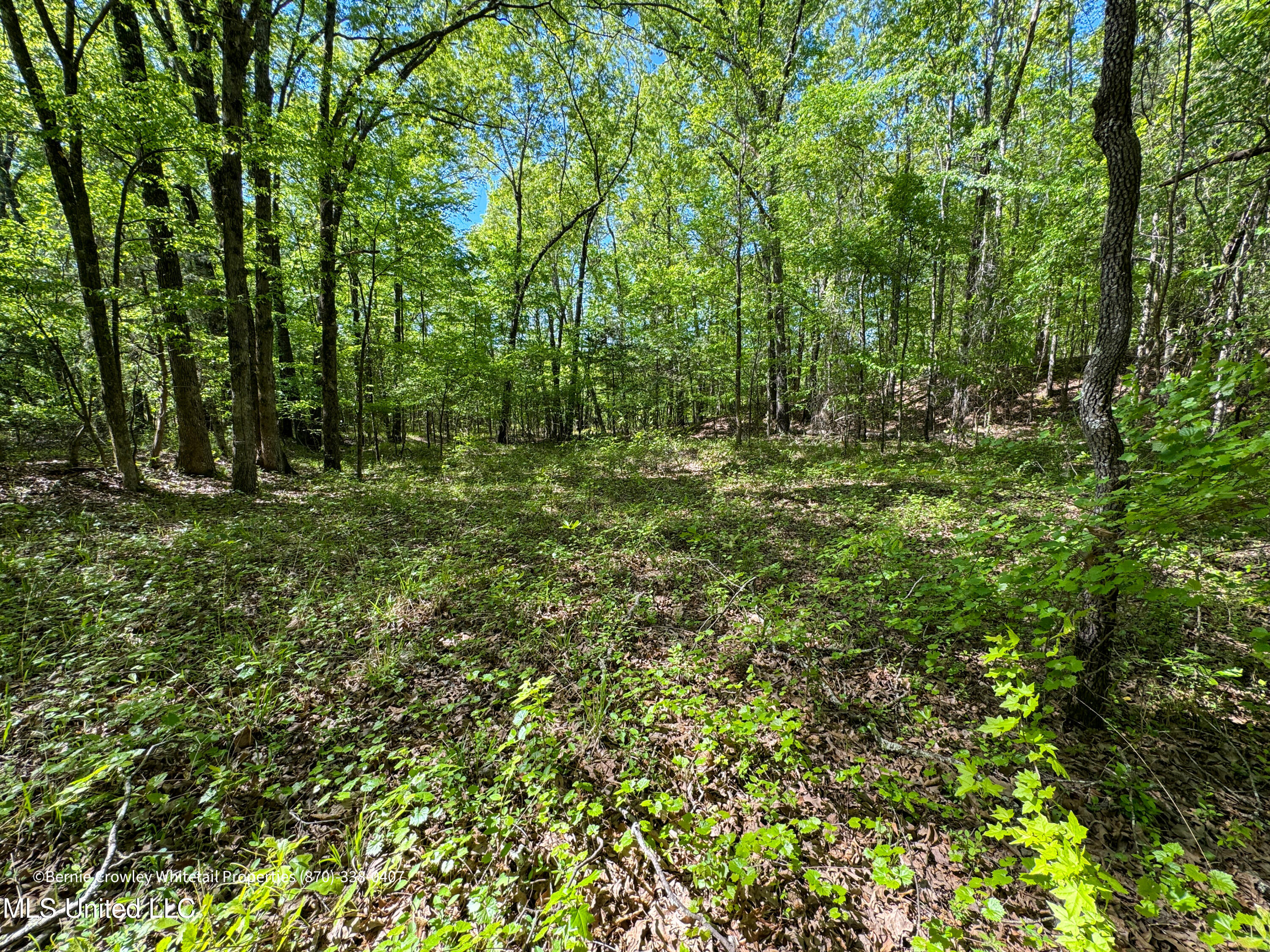 Franklin Road, Batesville, Mississippi image 15