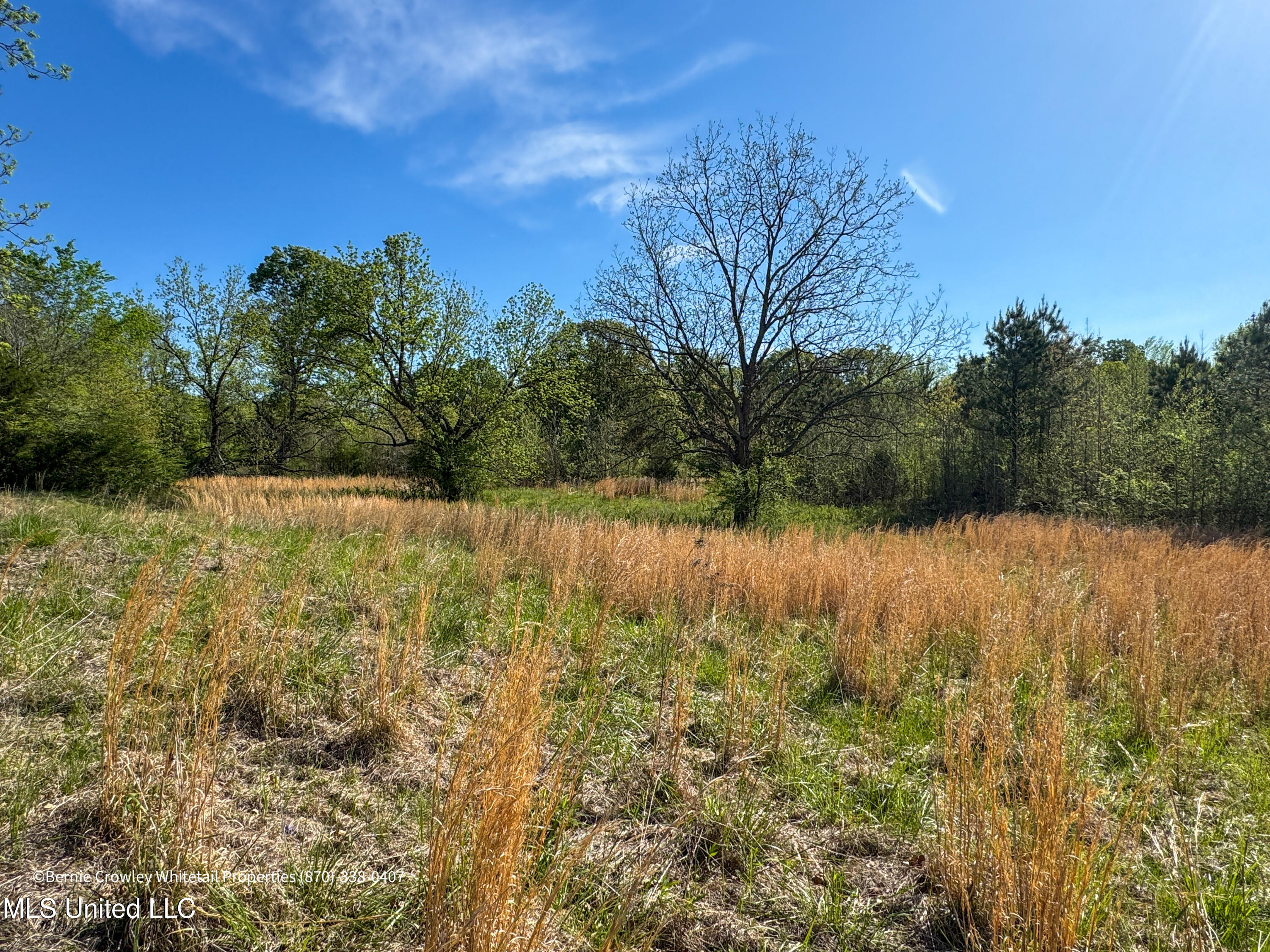 Franklin Road, Batesville, Mississippi image 16