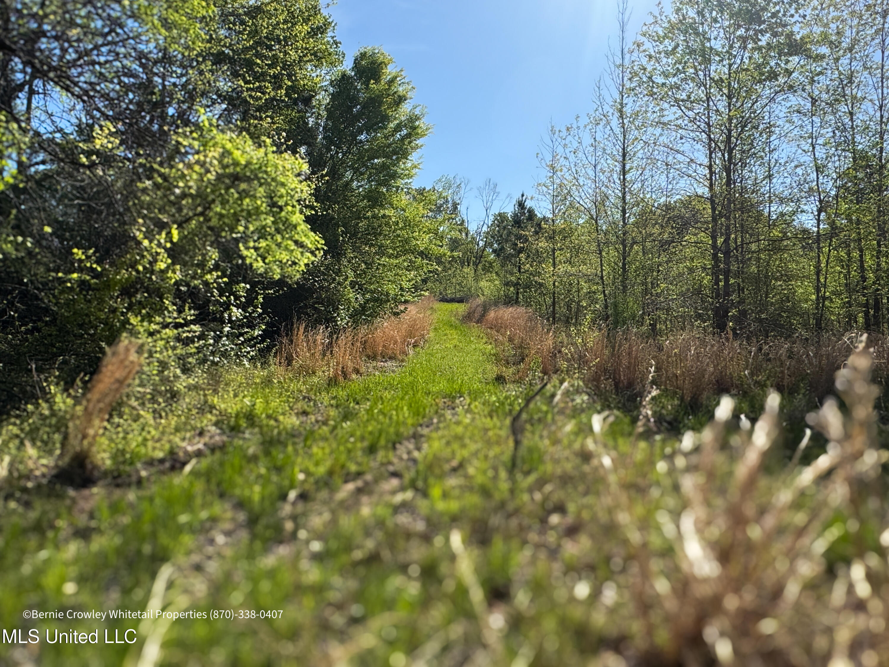 Franklin Road, Batesville, Mississippi image 5