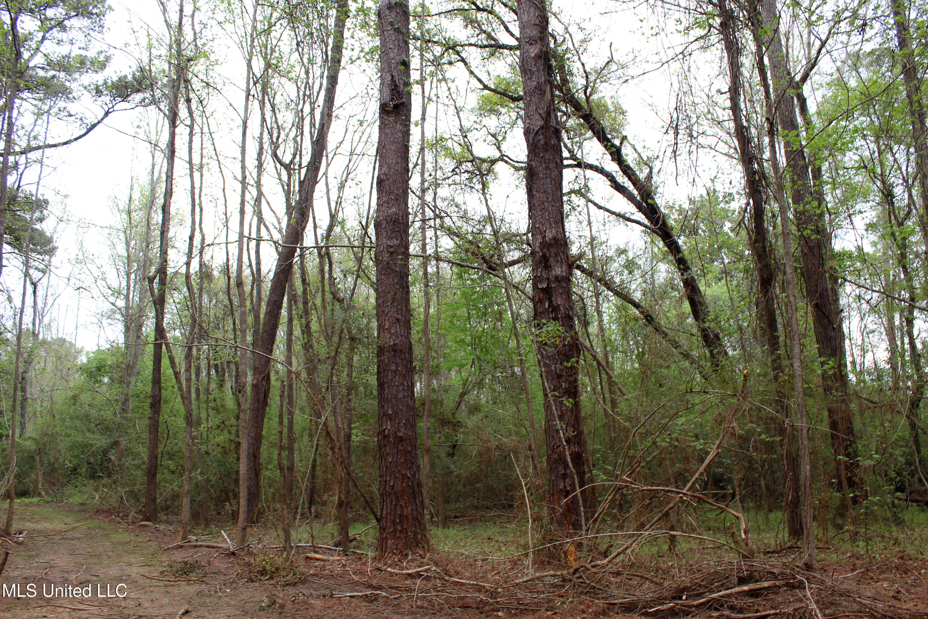 Lot 6 Frank Snell Road, Moss Point, Mississippi image 5