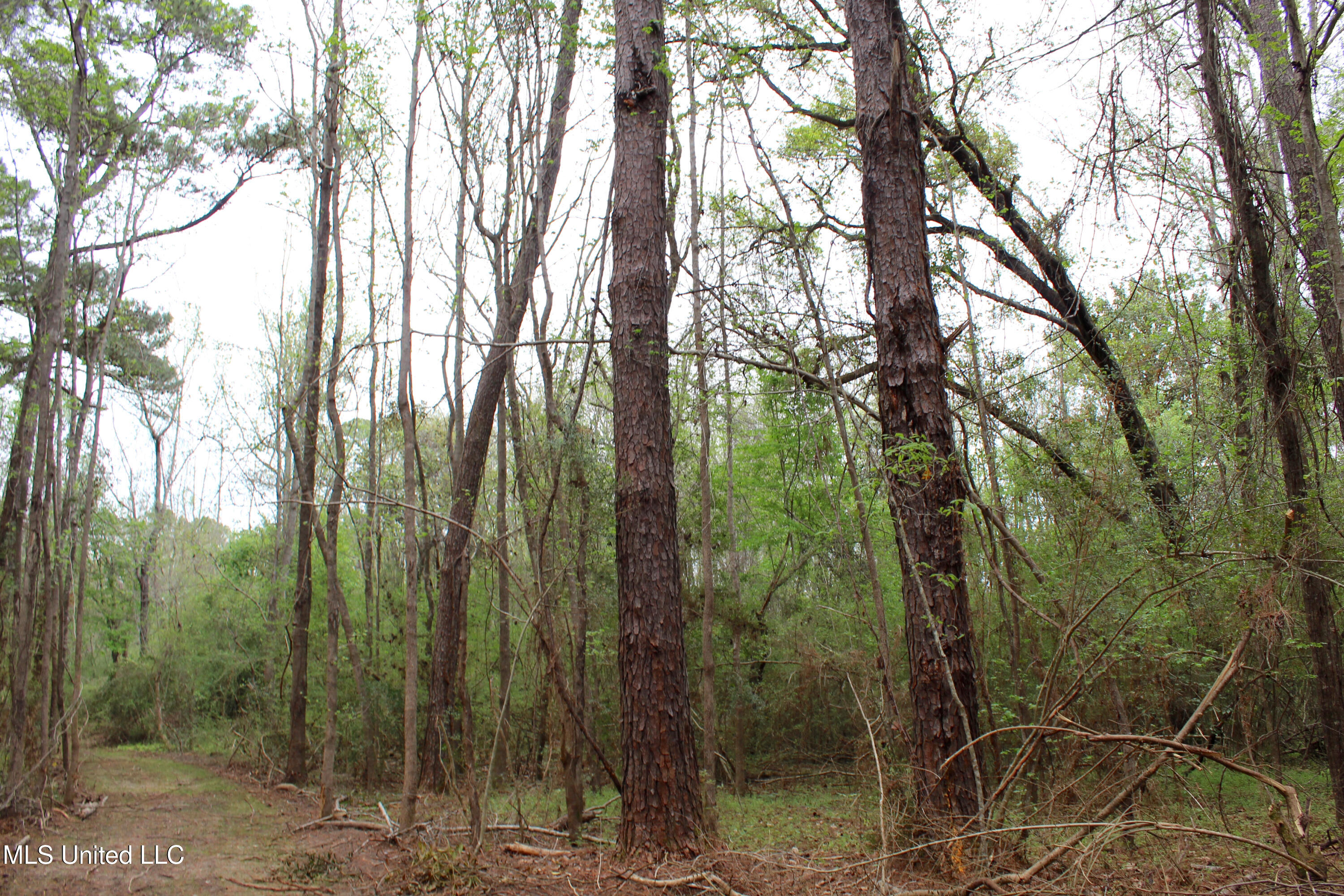 Lot 6 Frank Snell Road, Moss Point, Mississippi image 6