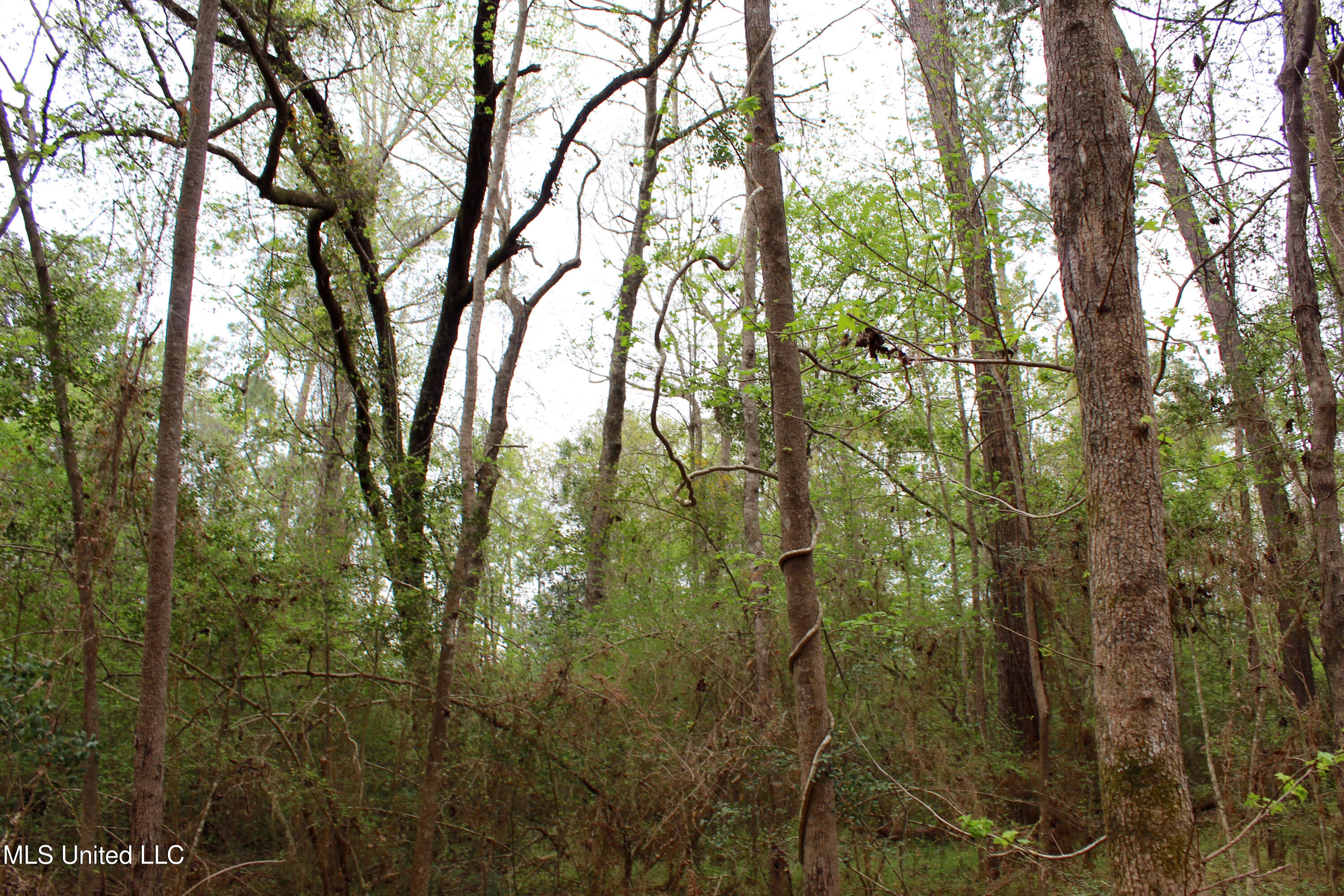 Lot 6 Frank Snell Road, Moss Point, Mississippi image 4