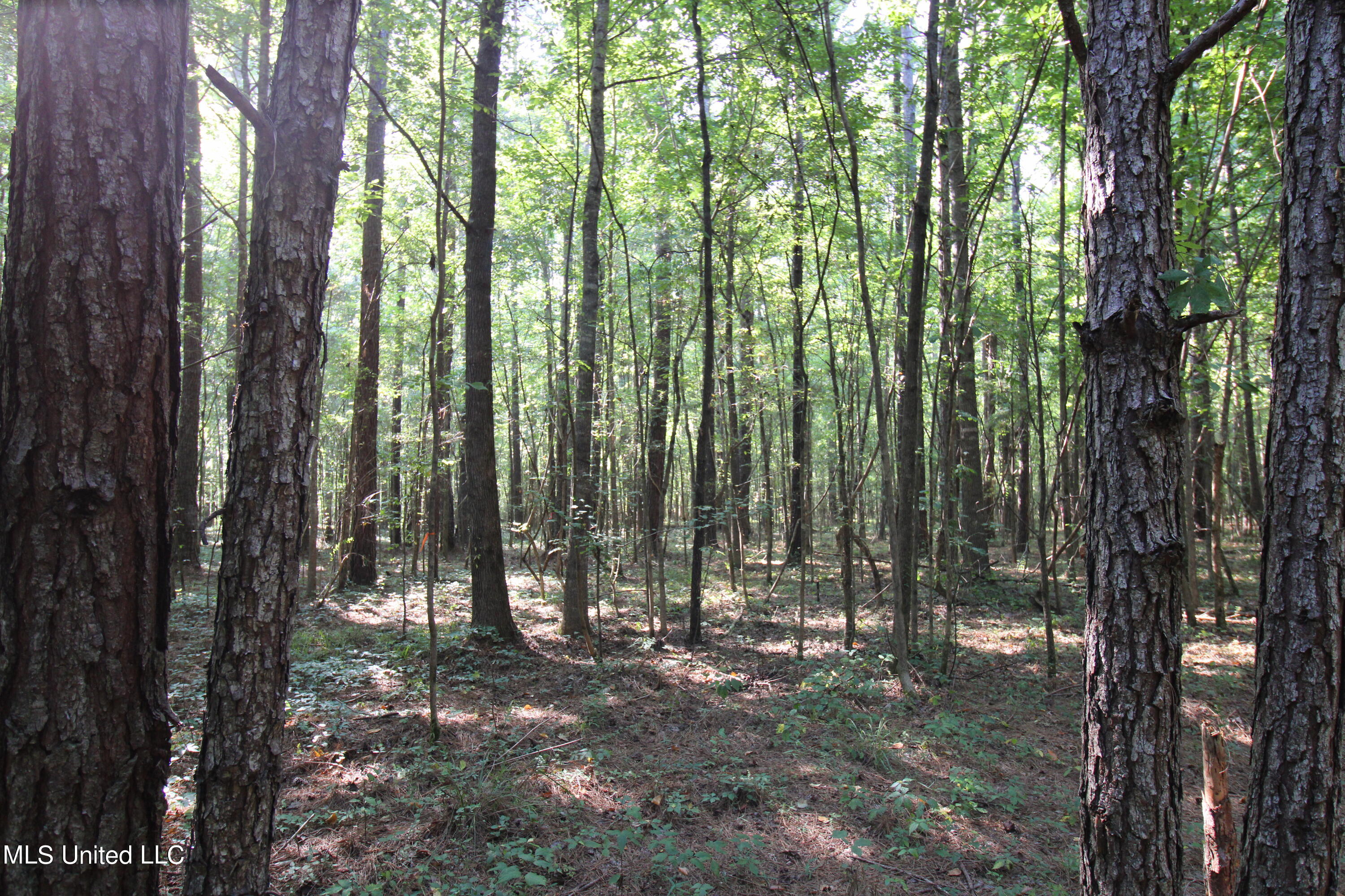 Holly Bush Road, Pelahatchie, Mississippi image 9