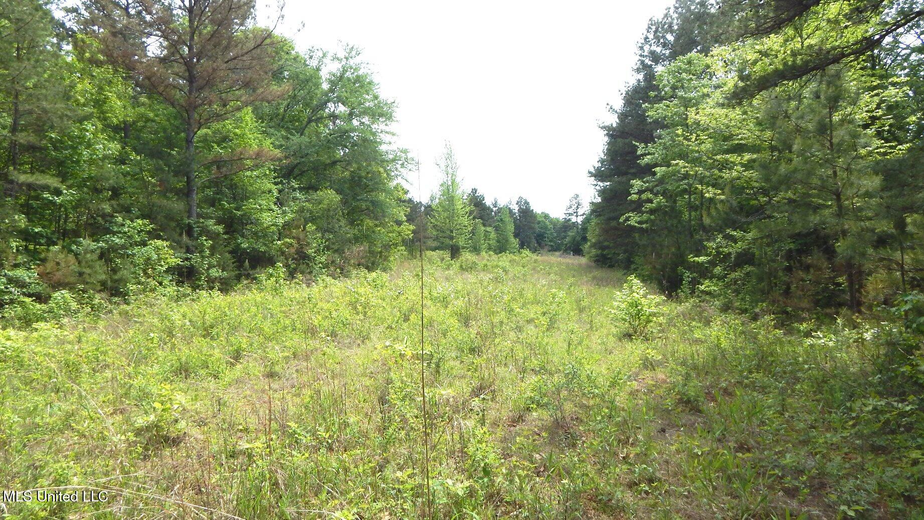 1079 Saulsbury Road, Falkner, Mississippi image 6