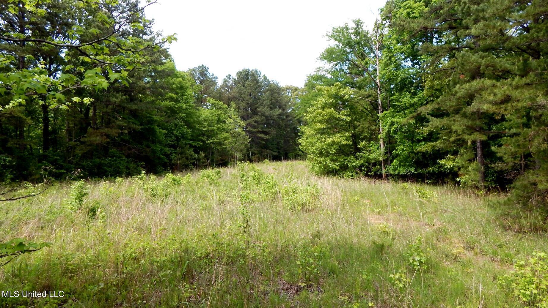 1079 Saulsbury Road, Falkner, Mississippi image 5