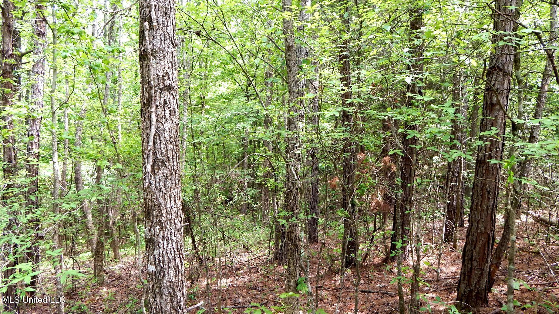 1079 Saulsbury Road, Falkner, Mississippi image 7
