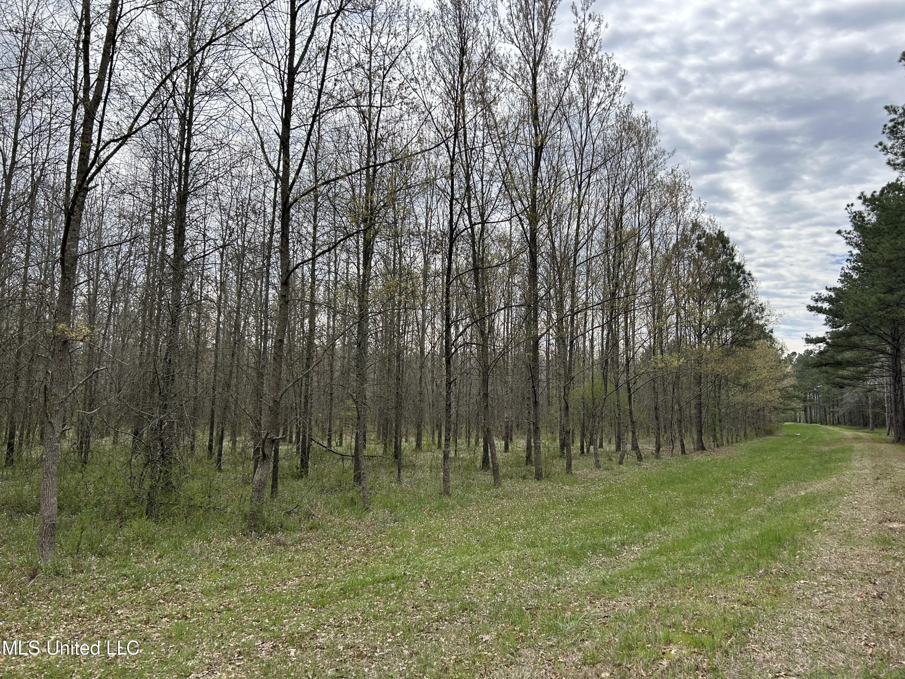 Lewis Road Road, Walnut Grove, Mississippi image 5