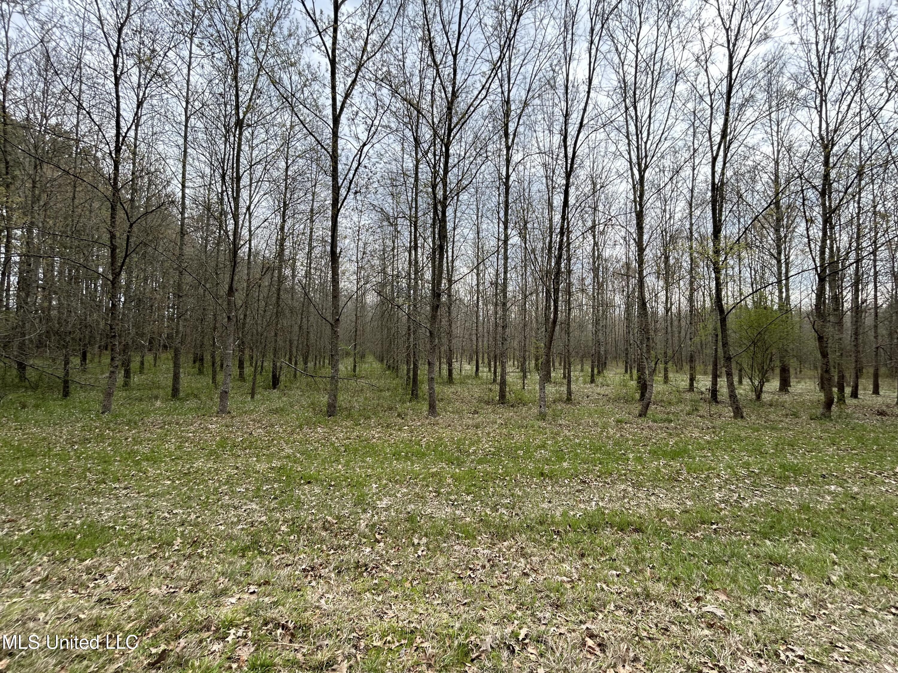 Lewis Road Road, Walnut Grove, Mississippi image 13