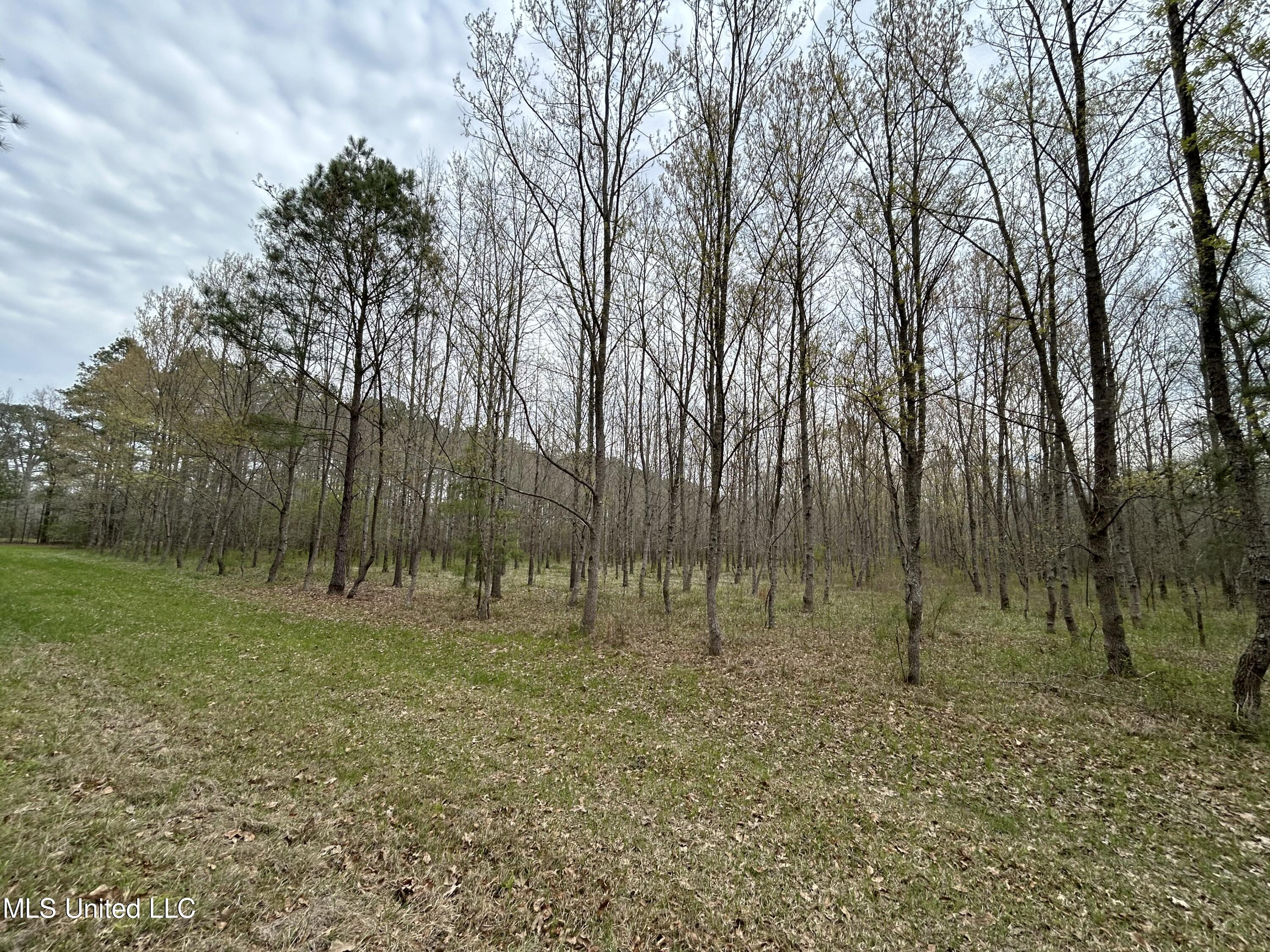 Lewis Road Road, Walnut Grove, Mississippi image 14