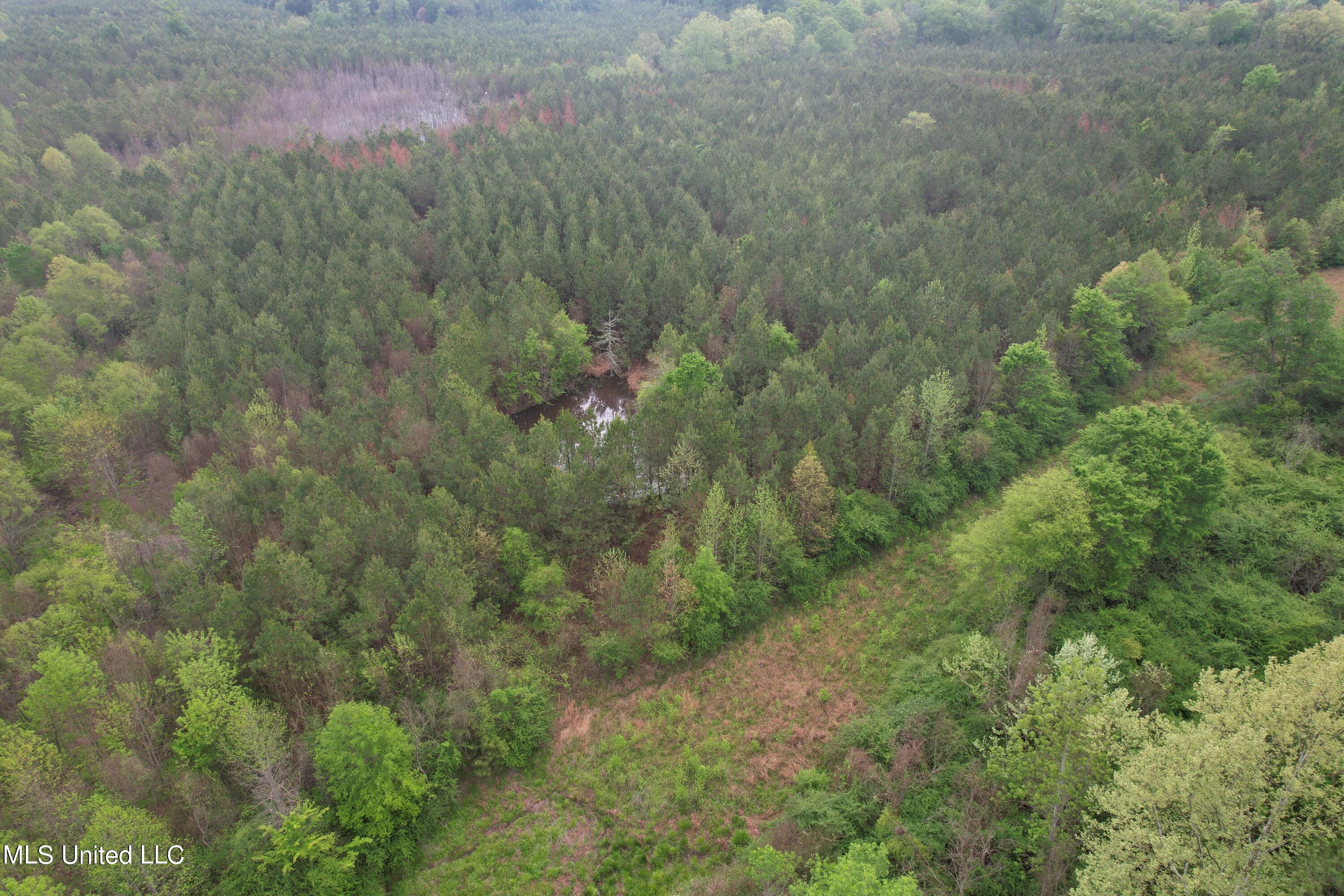 Campbell Creek Road, Mendenhall, Mississippi image 4