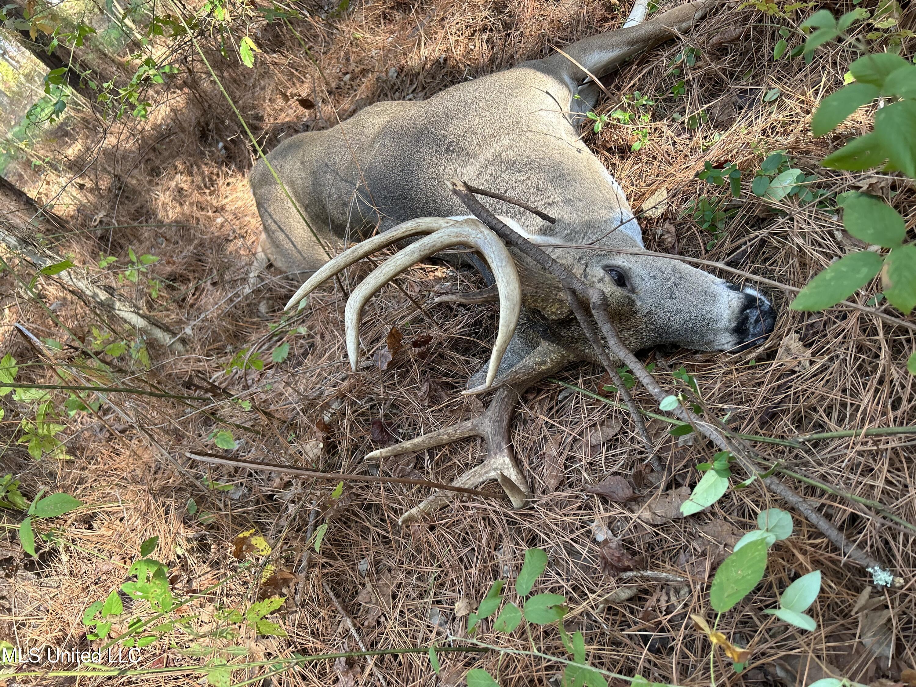 Canton, Mississippi 39046, United States, ,Land,Active,42732